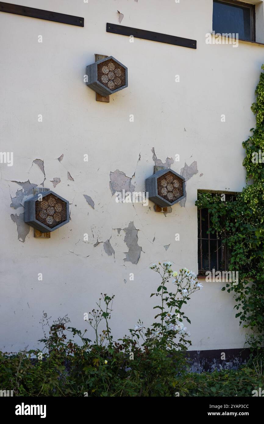 Tre hotel a forma di insetti esagonali attaccati a un muro rustico con vernice e piante da arrampicata in una giornata di sole Foto Stock
