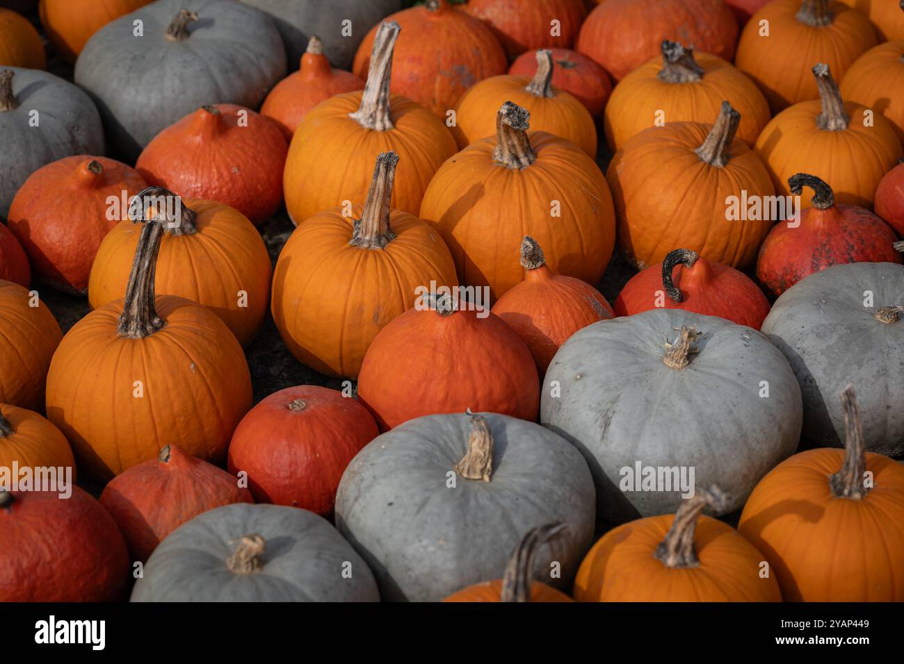 Primo piano di una varietà di zucche nei toni arancione, rosso e grigio esposte all'aperto durante una giornata autunnale Foto Stock