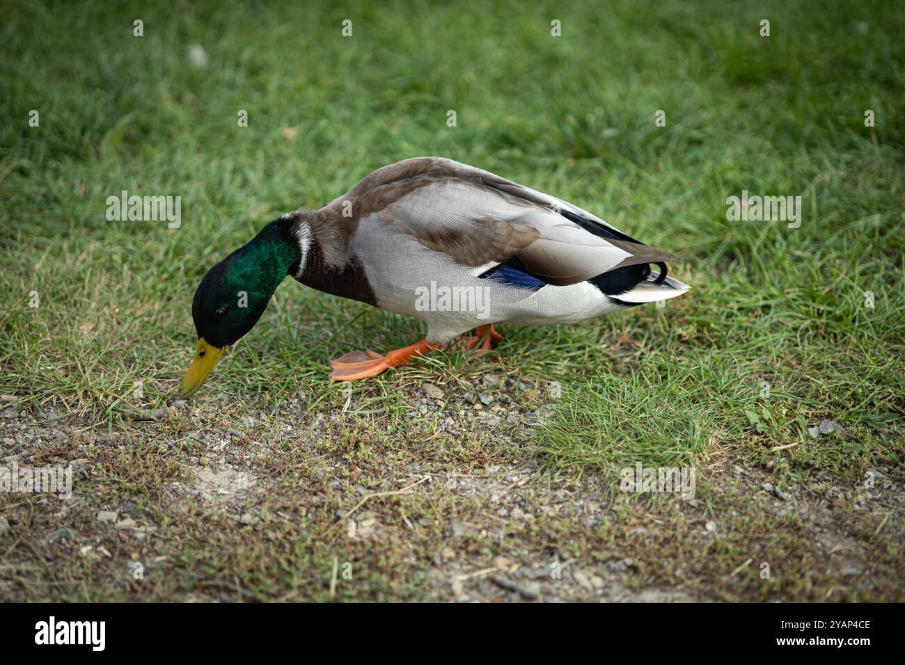 Anatra corallina maschile con testa verde vivace e piumaggio colorato che si forgia sull'erba in un parco in una giornata limpida Foto Stock