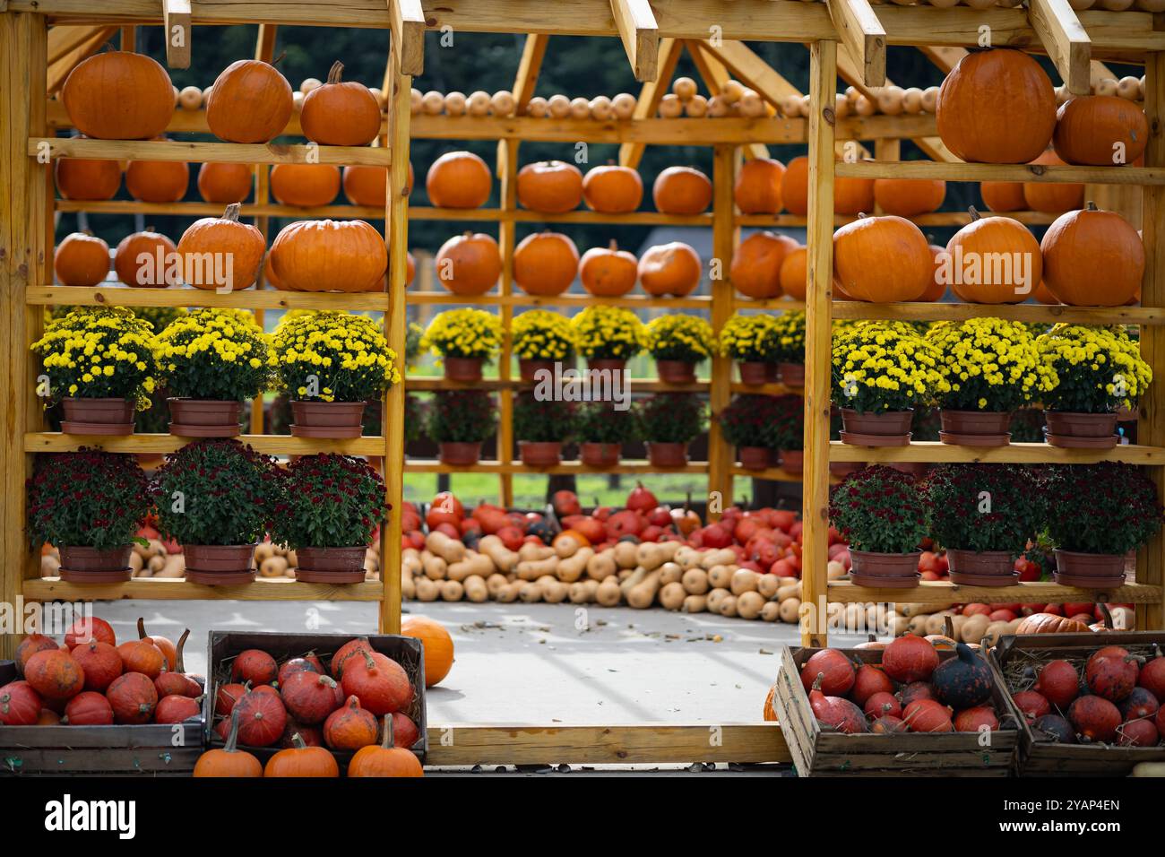 Colorata esposizione di zucche, squash e fiori in vaso disposti su scaffali di legno durante il festival del raccolto autunnale Foto Stock