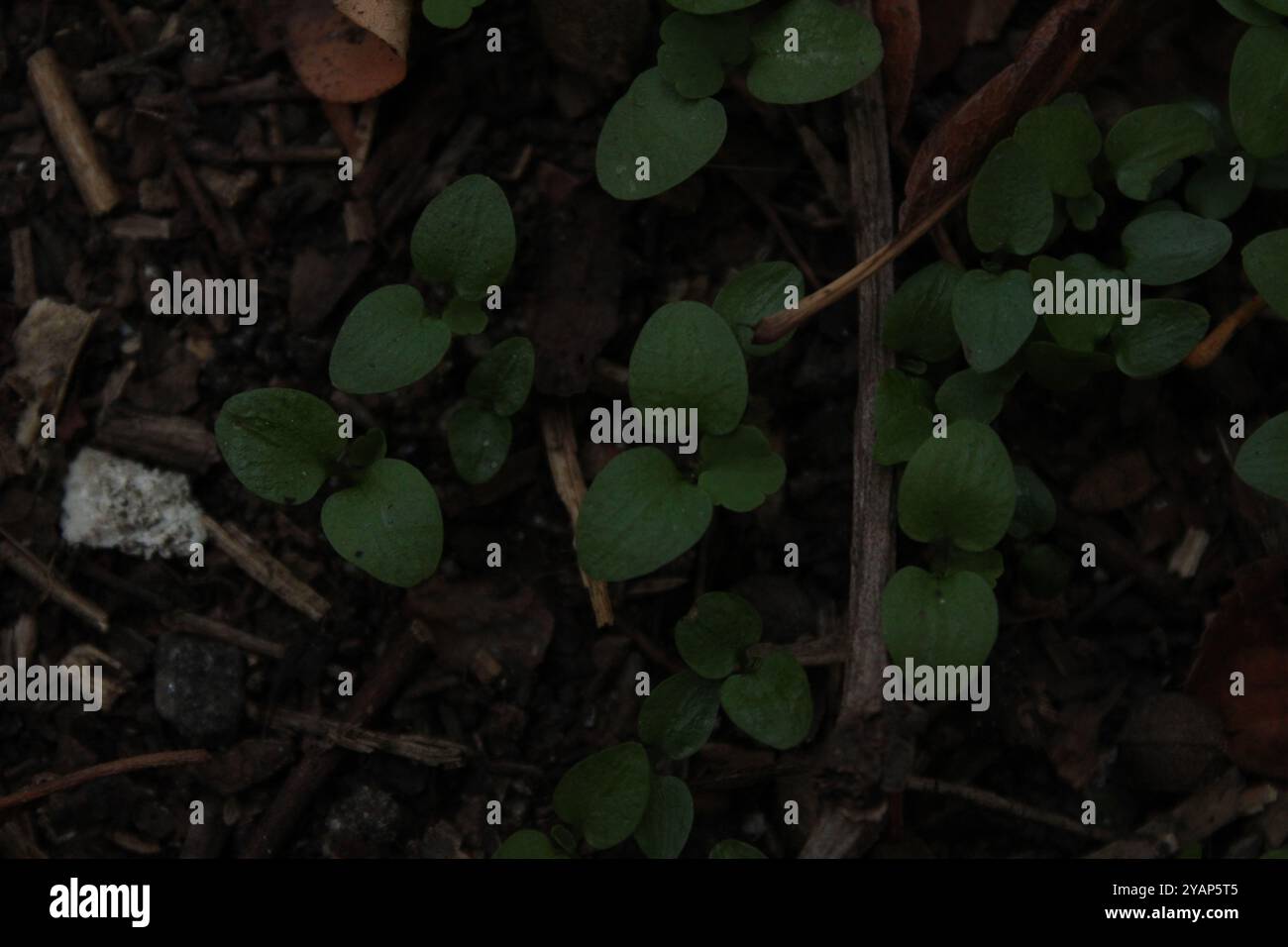 L'erba giovane appare delicata e fresca, il suo colore verde indica una crescita sana e l'inizio di una nuova stagione. Foto Stock