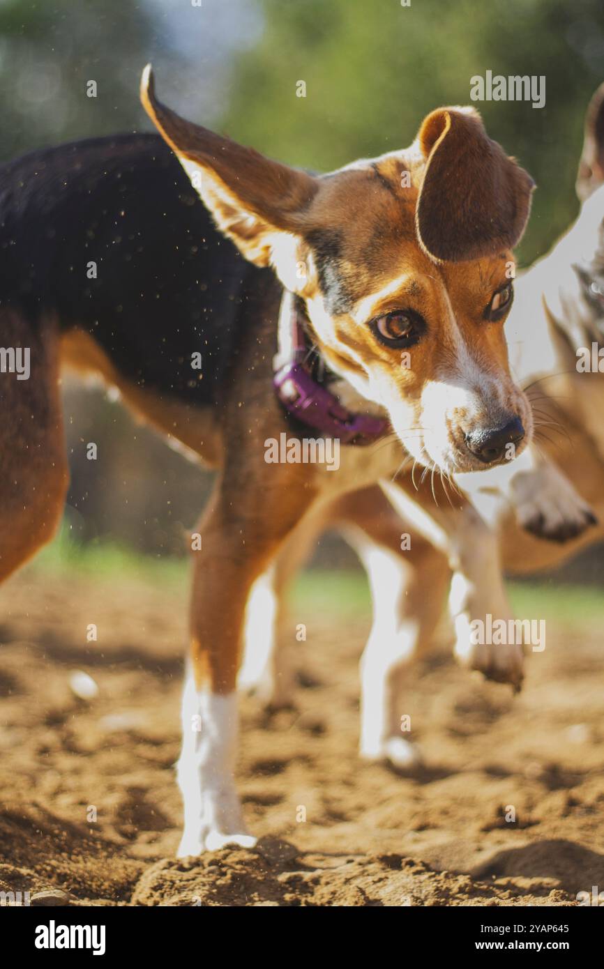 Foto d'azione di un cucciolo beagle che gioca sulla sabbia. Foto Stock