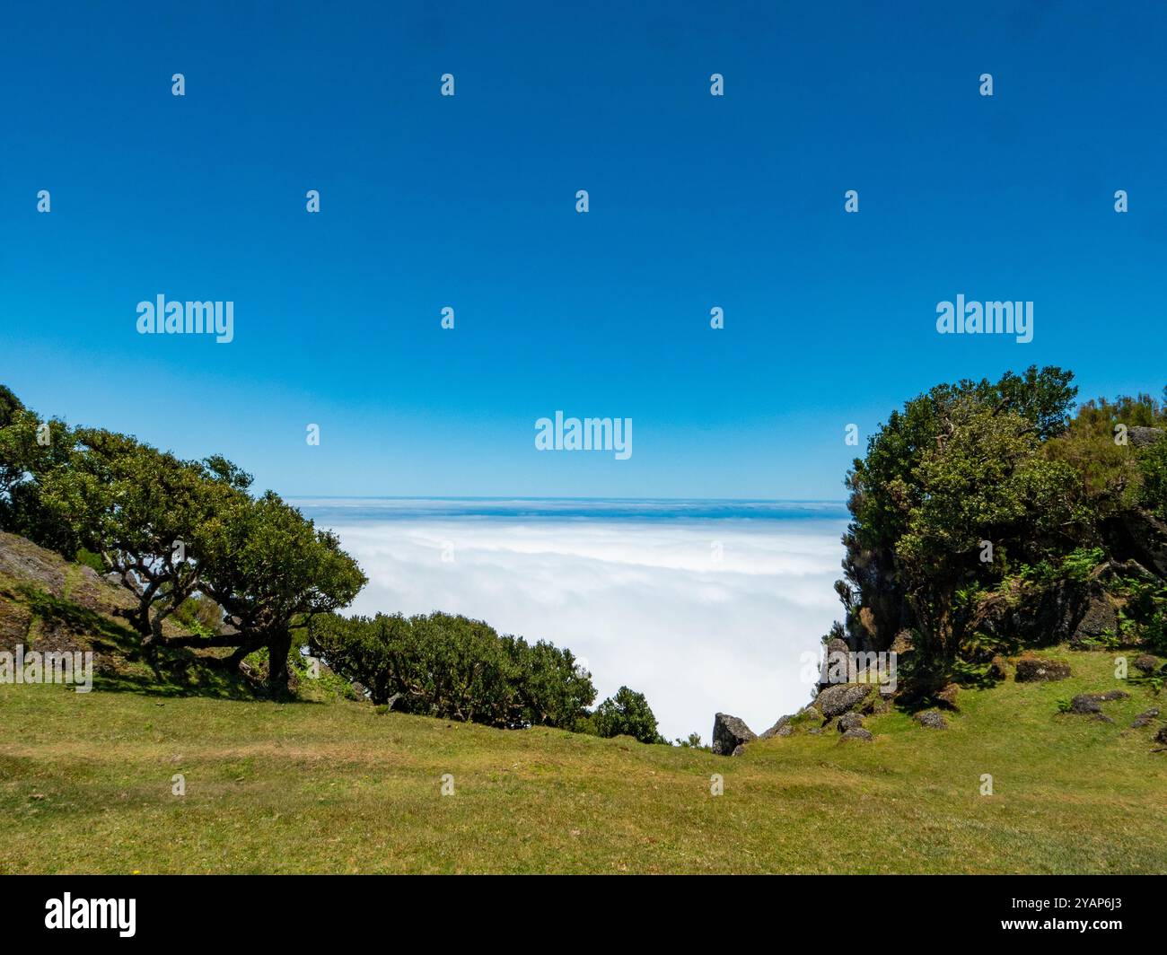 Vista dal cosiddetto giardino delle fate di Madeira sulla copertura delle nuvole. Vecchi alberi di alloro possono essere visti in primo piano. Foto Stock