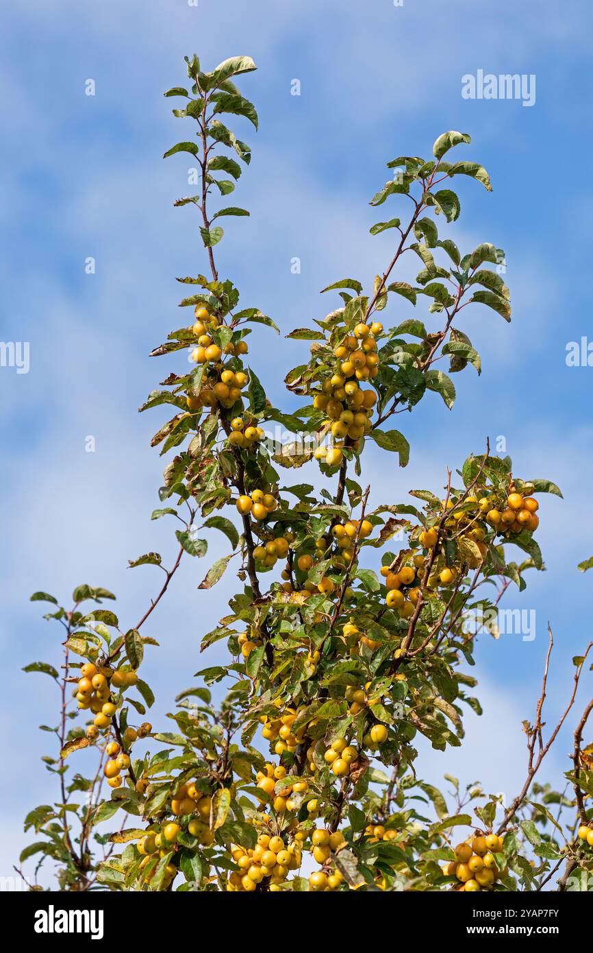 Mele, mele di granchio europeo (Malus sylvestris), Strucklahnungshörn, Nordstrand, Frisia settentrionale, Schleswig-Holstein, Germania Foto Stock