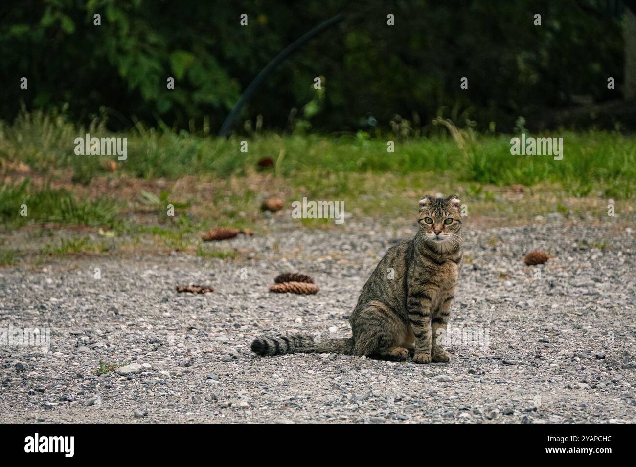Un gatto tabby seduto tranquillamente su un terreno roccioso, catturando il suo sguardo curioso e intenso in un ambiente naturale e tranquillo all'aperto. Foto Stock