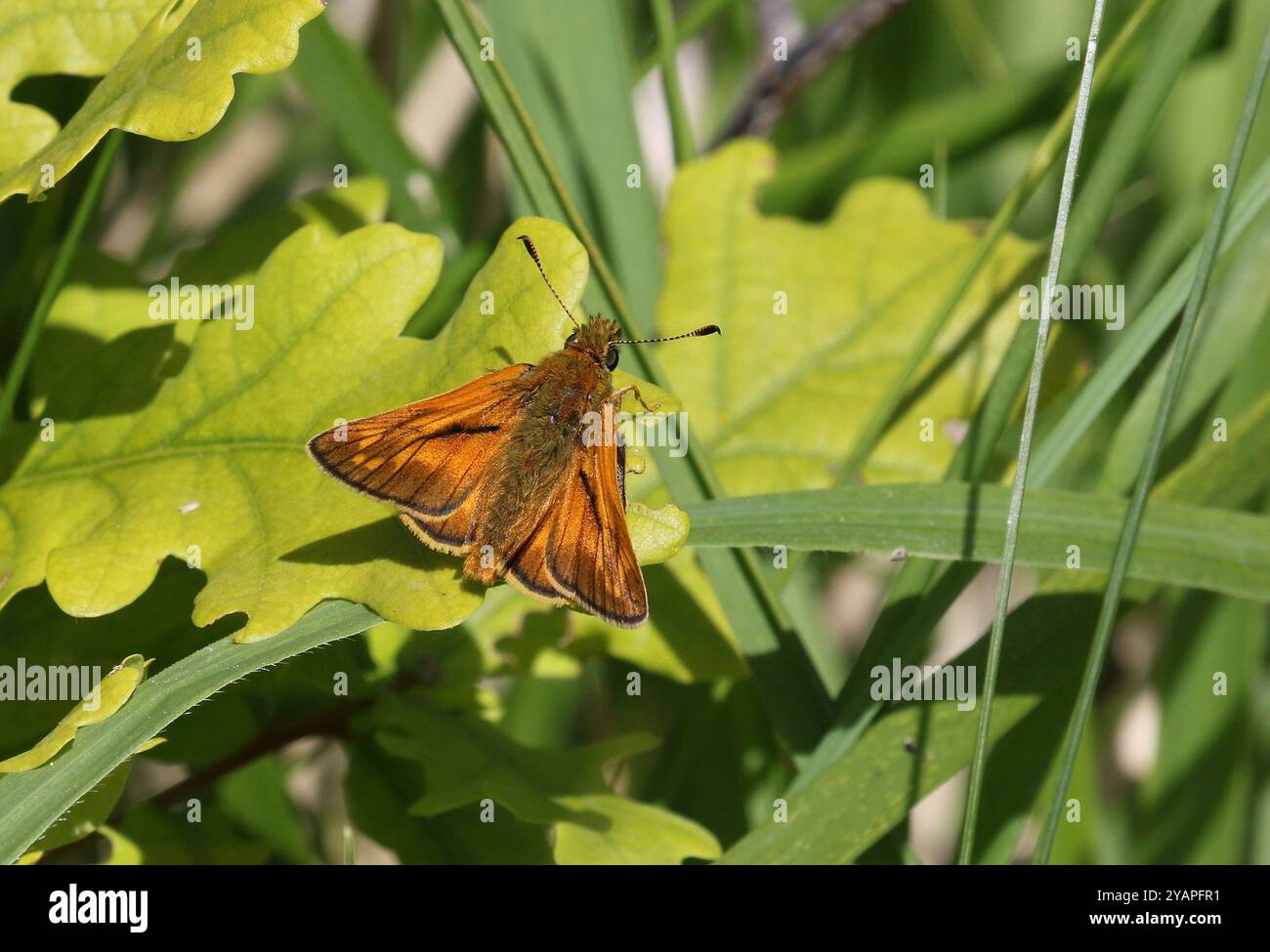 Grande Skipper maschile che riposa su foglie di quercia - Ochlodes sylvanus Foto Stock