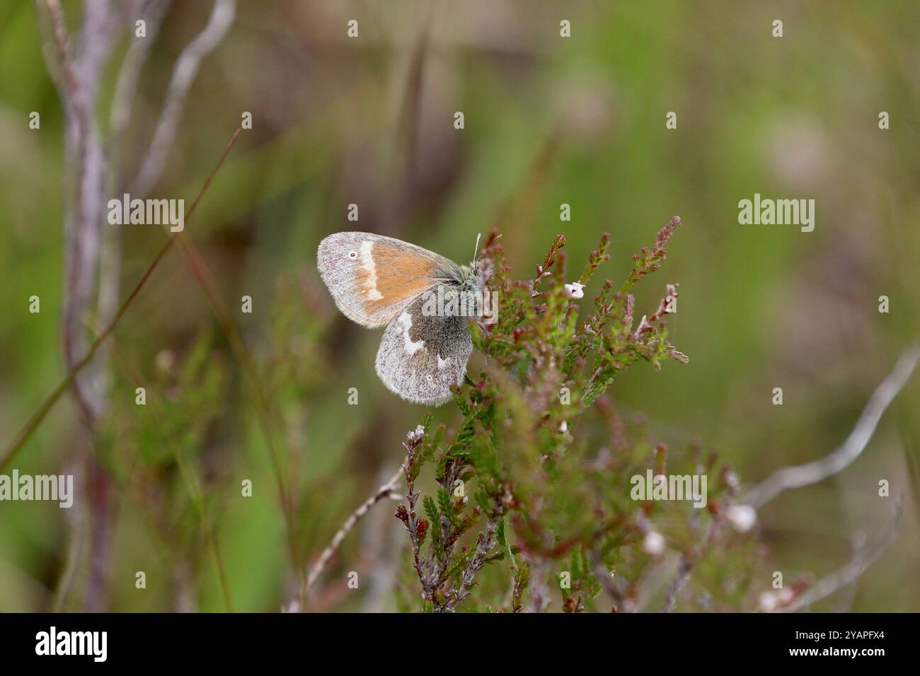 Large Heath Butterfly ssp. Scotica che riposa su Heather - Coenonympha tullia Foto Stock