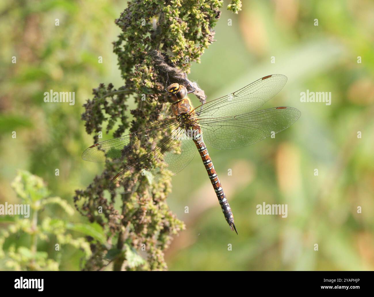 Un primo piano del Migrant Hawker Dragonfly, Aeshna mixta, girato a Suffolk, Regno Unito. Foto Stock