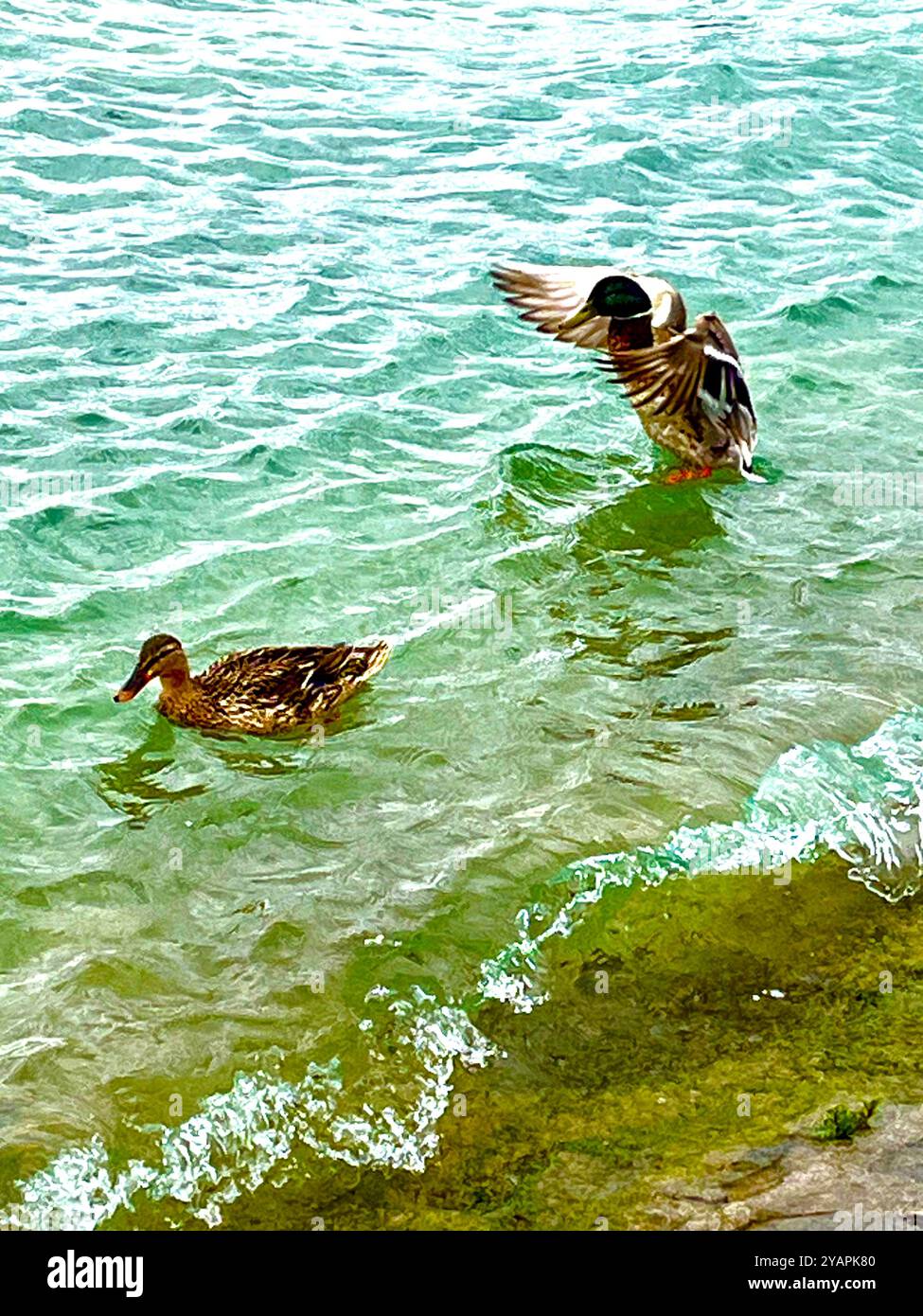 Foto di anatre in un lago. Ginevra, Svizzera. - Immagine stock catturata con smartphone