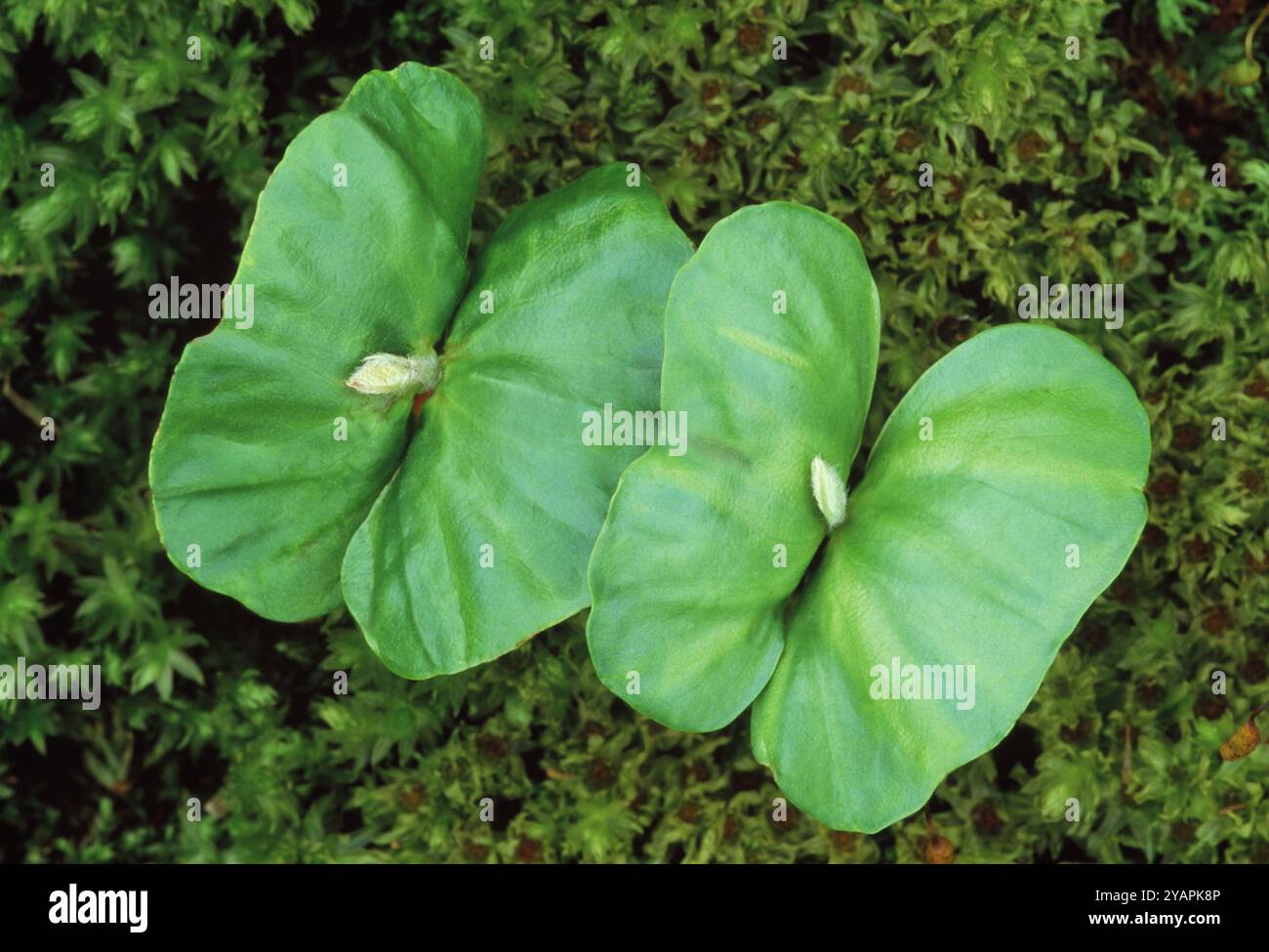 Faggio (Fagus sylvatica) coppia di piantine che crescono dal muschio sul fondo del bosco sotto l'albero maturo, Berwickshire, Scozia, maggio Foto Stock