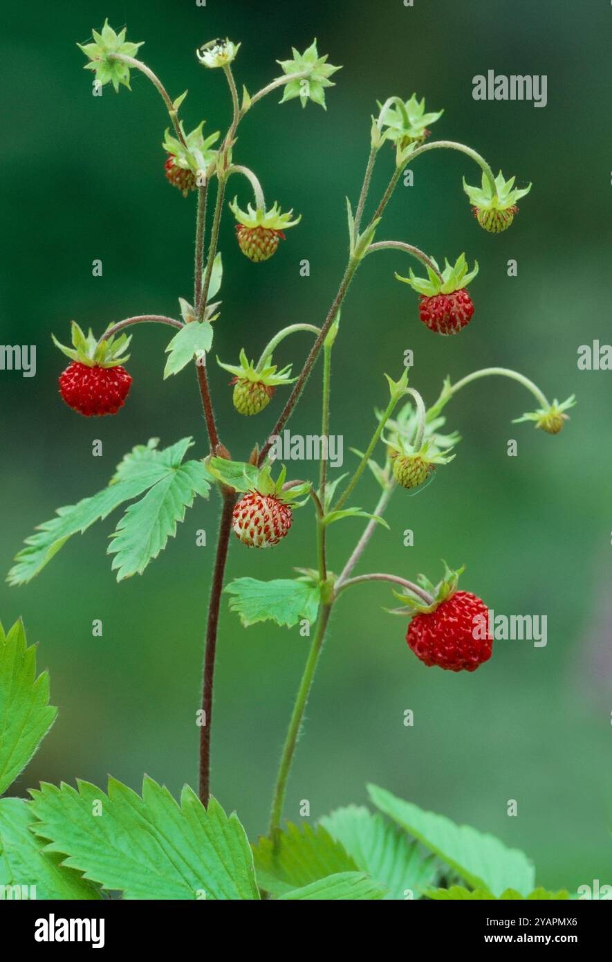 Fragola selvatica (Fragaria vesca) primo piano della pianta appena dopo la fioritura e mostra frutti in varie fasi di maturazione, Berwickshire, Scottish Borders Foto Stock