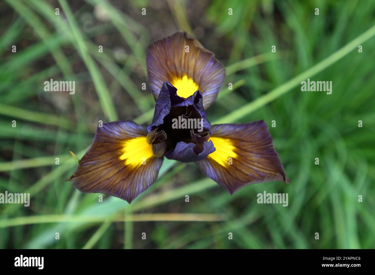 Insolito fiore primaverile viola e giallo di Iris siberiano, Iris sibirica Tiger Eye nel giardino britannico maggio Foto Stock