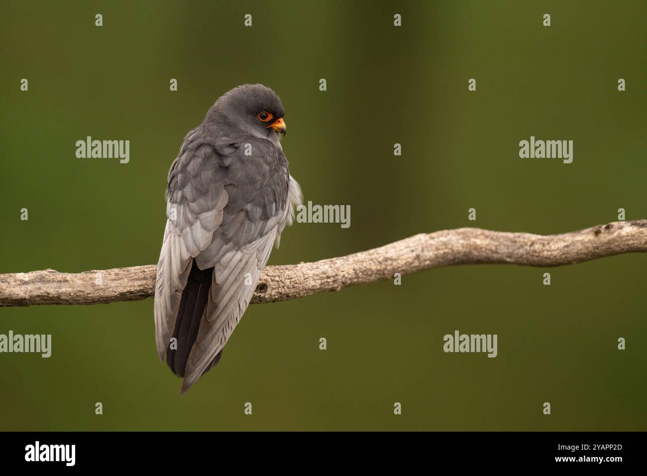 Falco dai piedi rossi (Falco vespertinus), maleView. Falco occidentale dai piedi rossi. Falco vespertinus Linné, 1766 foto: Magnus Martinsson / TT / 2734 Foto Stock