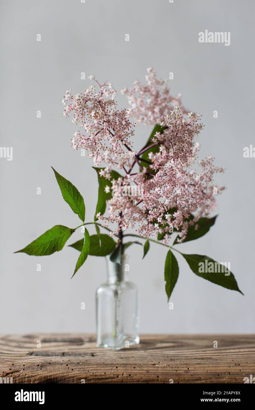 Eleganza semplice: Delicati fiori di sambuco rosa in un vaso limpido, che catturano la bellezza tranquilla della delicata grazia della natura. Foto Stock