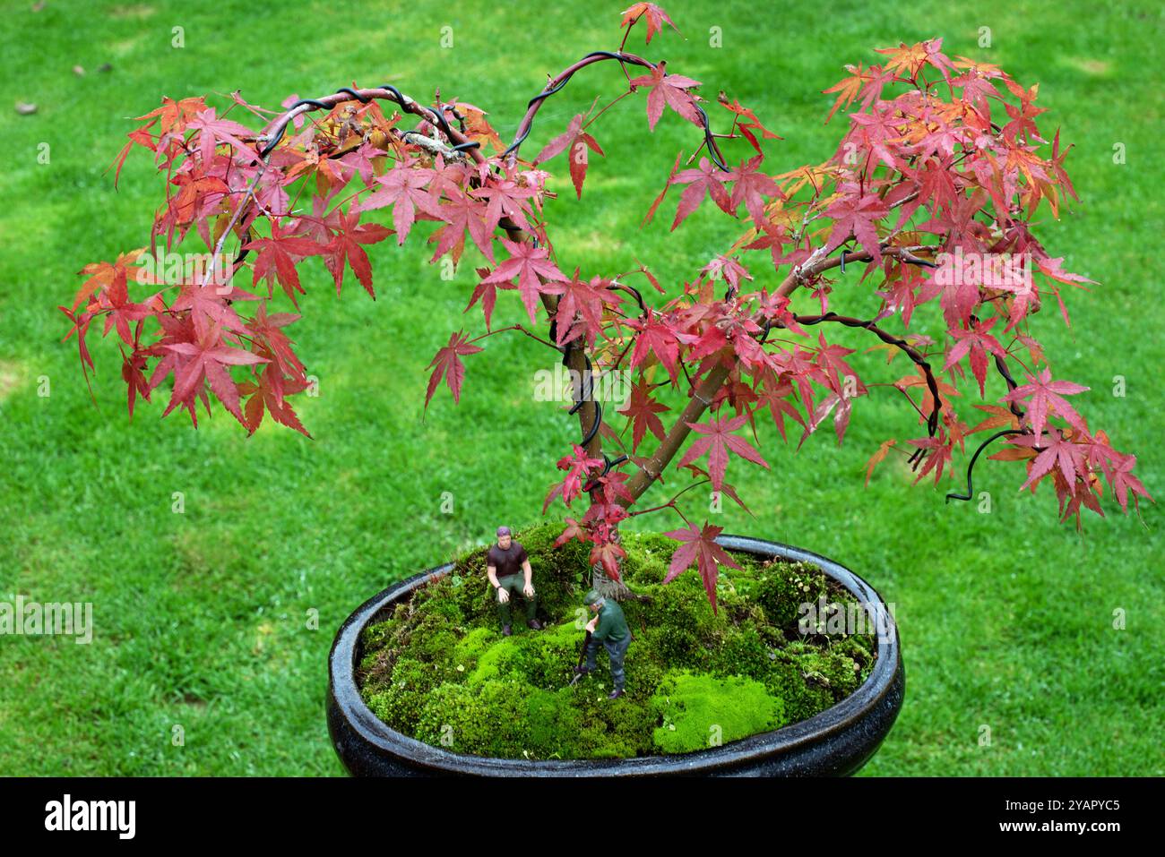 Giovane albero bonsai con uomini che lavorano Foto Stock