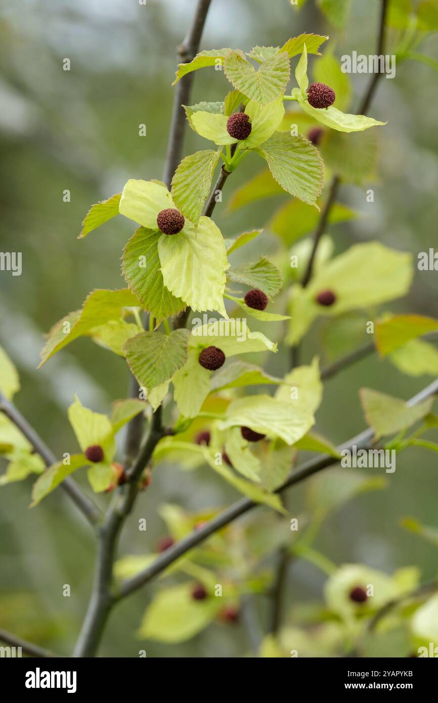 Davidia involucrata, la colomba, l'albero fazzoletto, l'albero fazzoletto tascabile o l'albero fantasma, è un albero deciduo di medie dimensioni i. Foto Stock