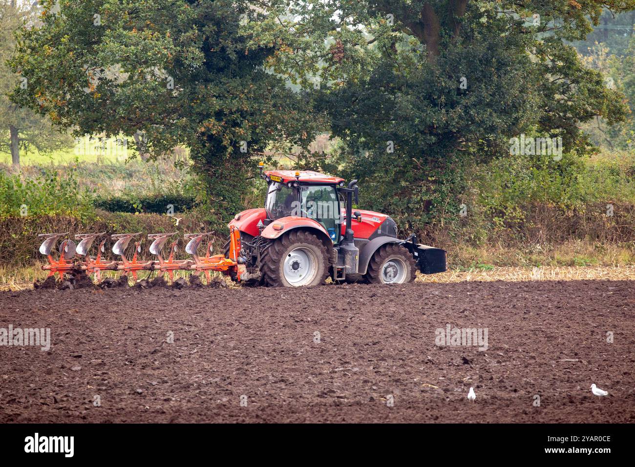 Agricoltore che ara un campo agricolo in autunno pronto per la semina di un seme invernale Foto Stock