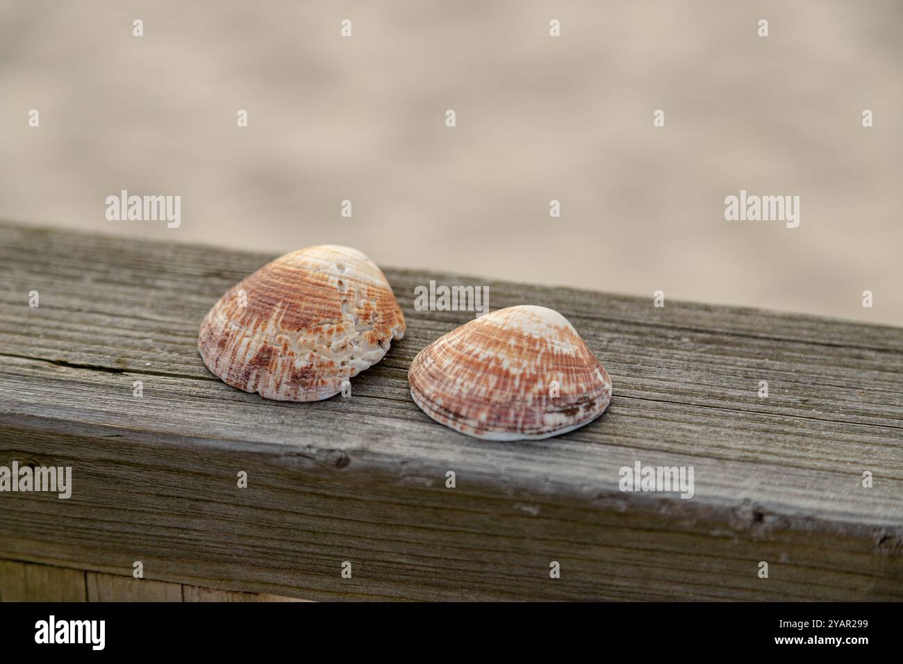 Due conchiglie si appoggiano su una superficie in legno intemprata, evidenziandone le texture e i colori naturali. Foto Stock