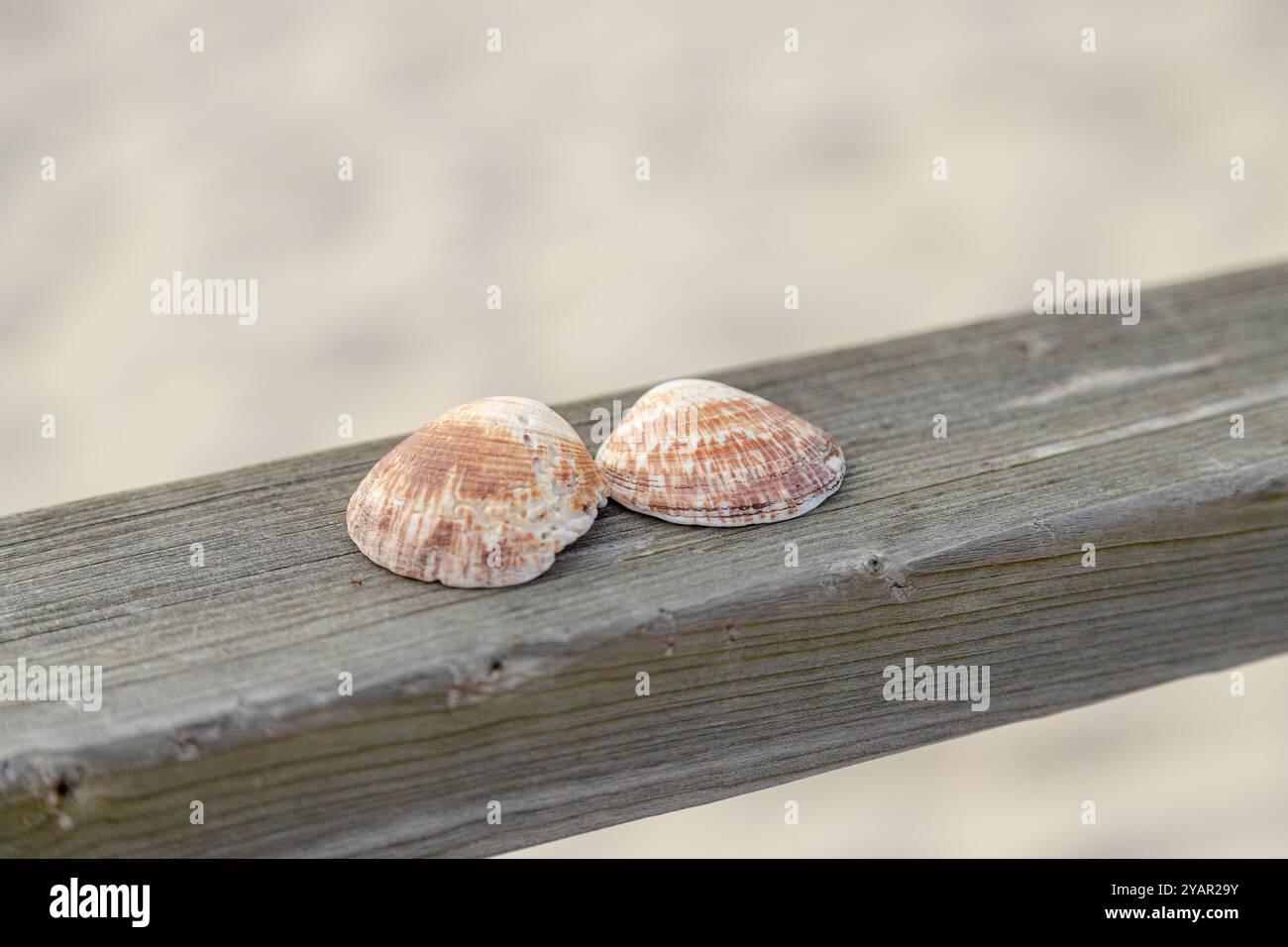 Due conchiglie si appoggiano su una superficie in legno intemprata, evidenziandone le texture e i colori naturali. Foto Stock