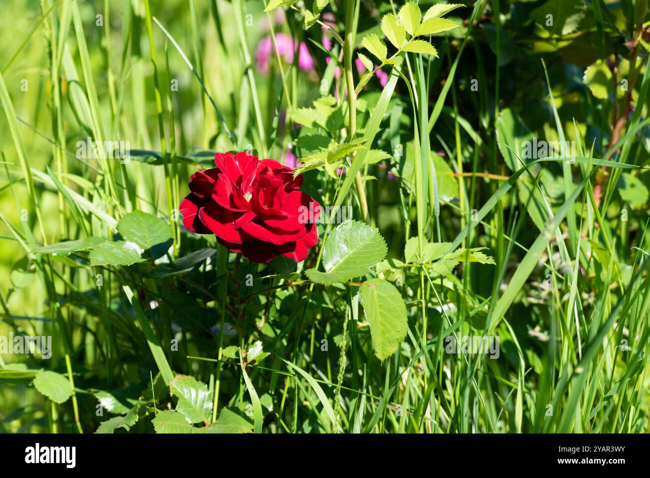 Fiore di rosa su arbusto da vicino, fiori rossi e gambo spinoso Foto Stock
