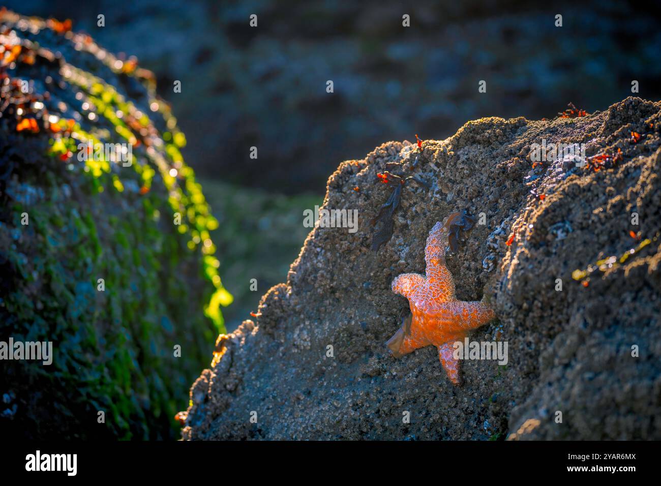 Sulle rocce di Seal Rock, Oregon, Stati Uniti, si possono vedere stelle marine ochraceus (Pisaster ochraceus) Foto Stock