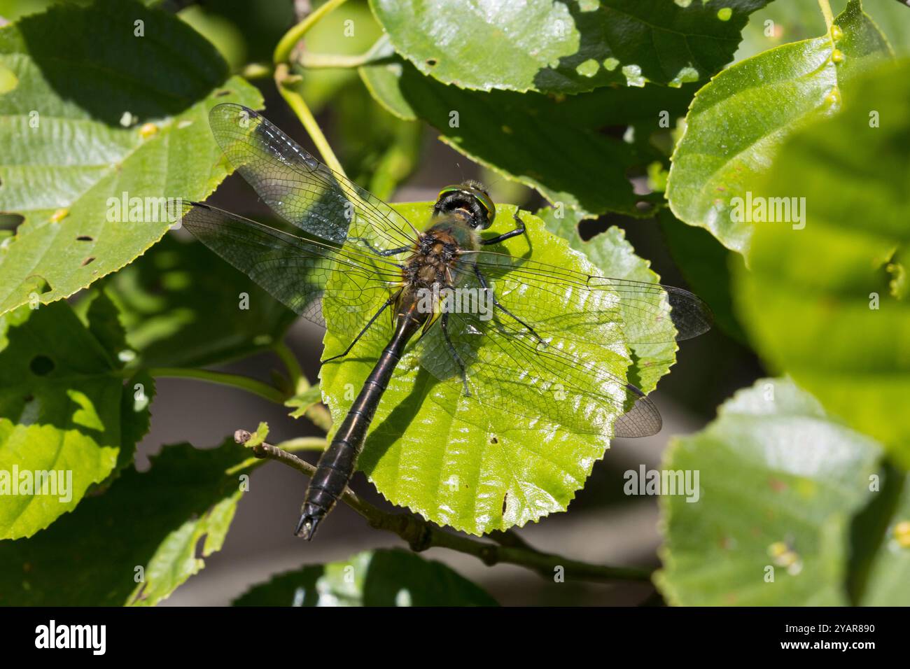 Falkenlibelle, Gemeine Smaragdlibelle, Männchen, Cordulia aenea, smeraldo rosso, Maschio, la Cordulie bronzée, Corduliidae, Falkenlibellen Foto Stock