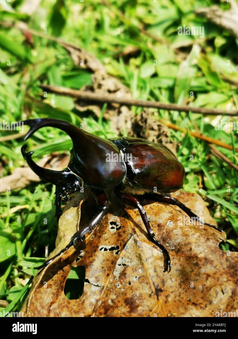 Scarabeo - Immagine stock catturata con smartphone