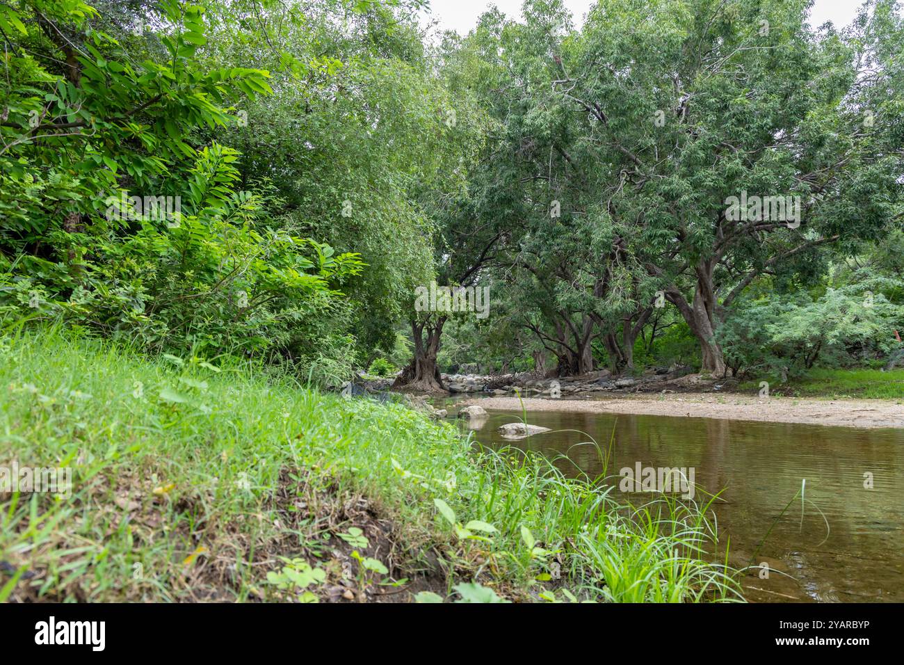 Tranquillo scenario della foresta pluviale con acque tranquille sul fiume e fitta vegetazione al mattino Foto Stock