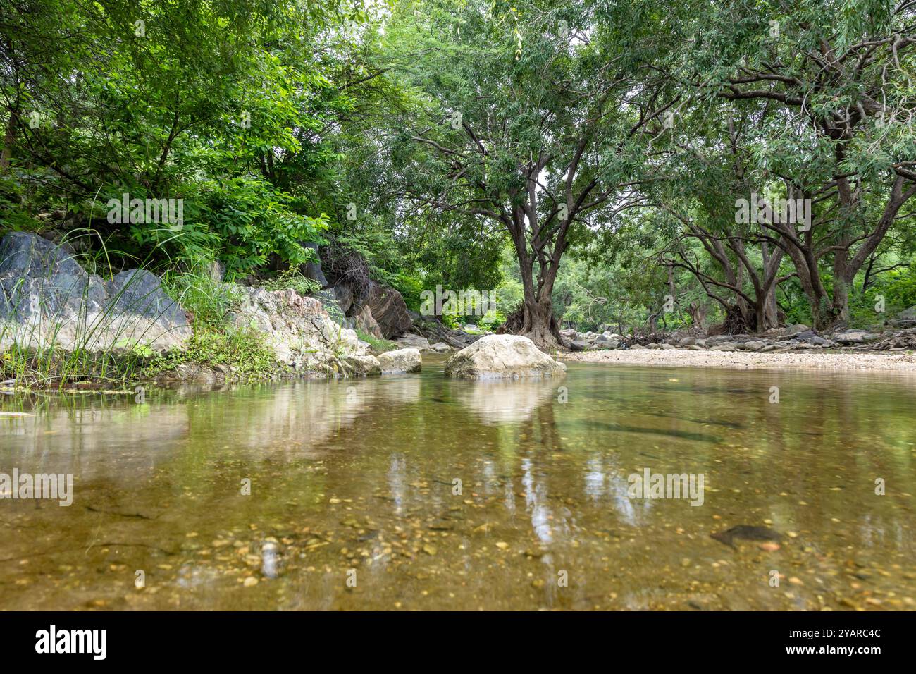 Tranquillo scenario della foresta pluviale con acque tranquille sul fiume e fitta vegetazione al mattino Foto Stock