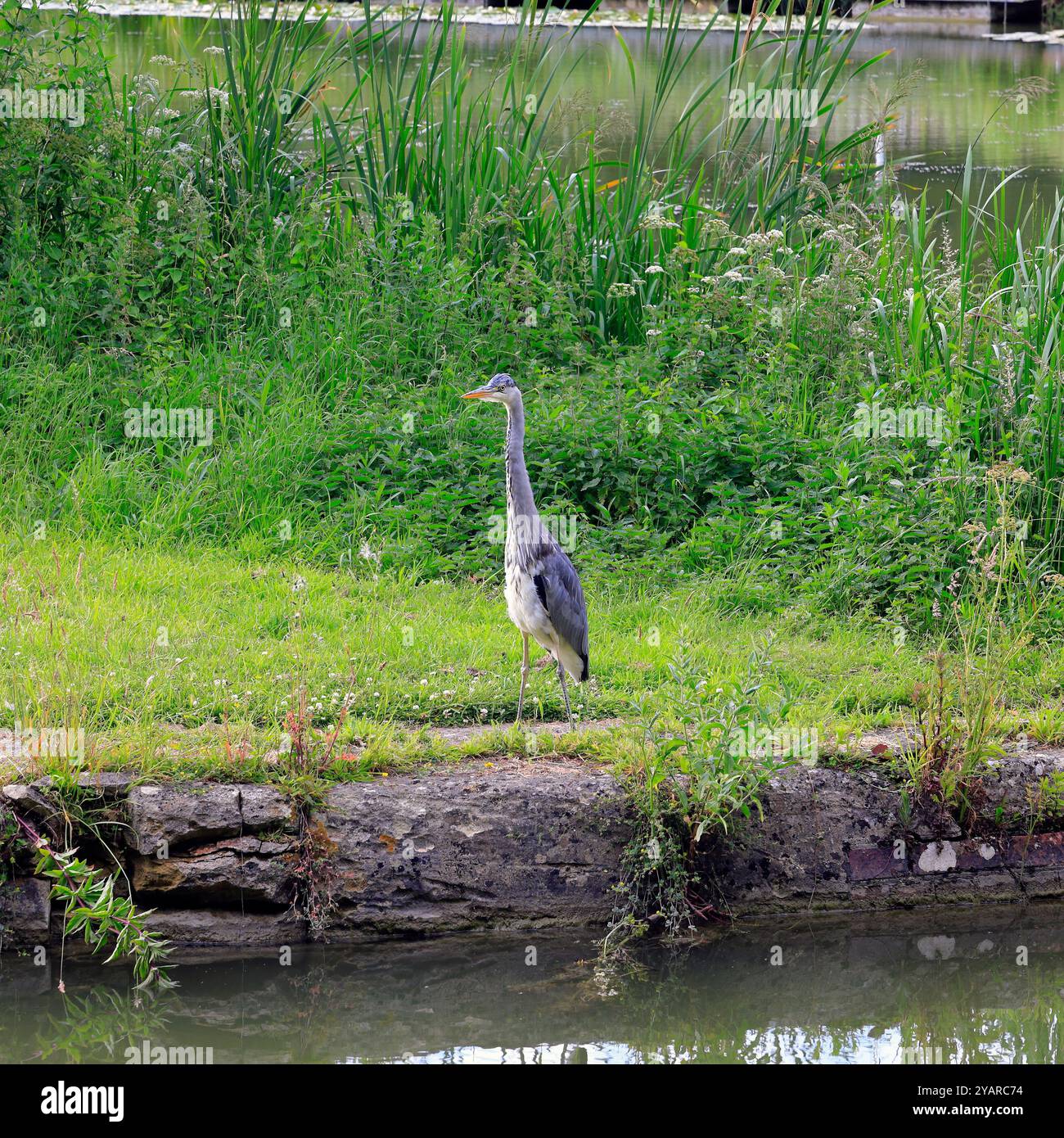 Heron - airone grigio - (Ardea cinerea) sul canale Kennett & Avon a Devizes. Data: Luglio 2024. Estate. Foto Stock