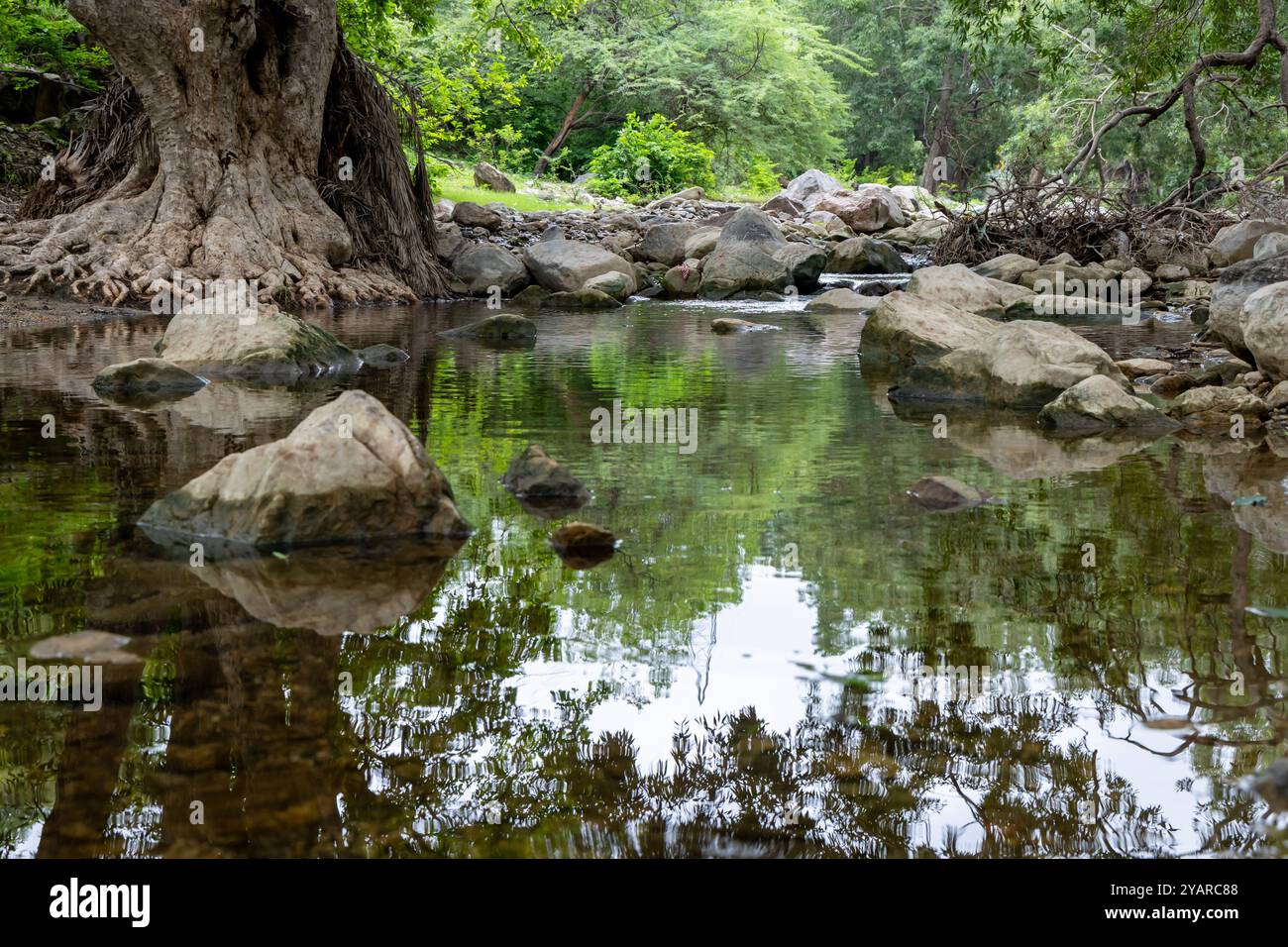 Tranquillo scenario della foresta pluviale con acque tranquille sul fiume e fitta vegetazione al mattino Foto Stock