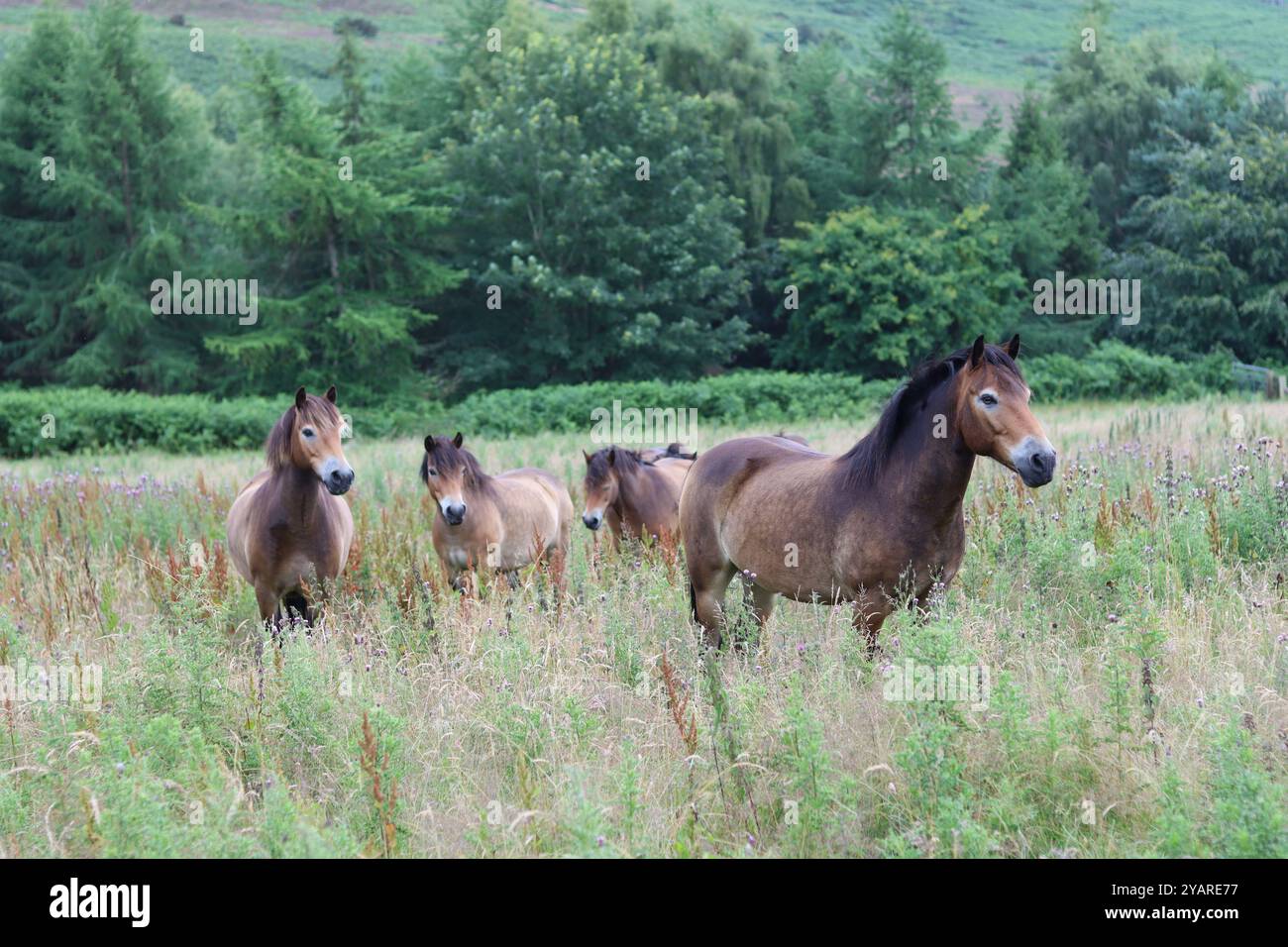 Un grande gruppo di pony Exmoor selvatici in un prato Foto Stock