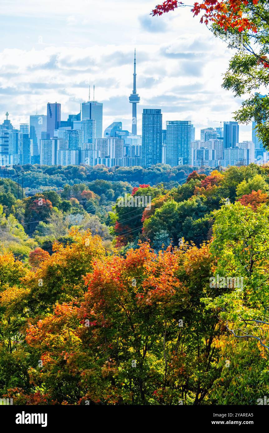 Skyline autunnale di Toronto con un brillante e lussureggiante fogliame di acero rosso in primo piano. Vista dal centro città Foto Stock