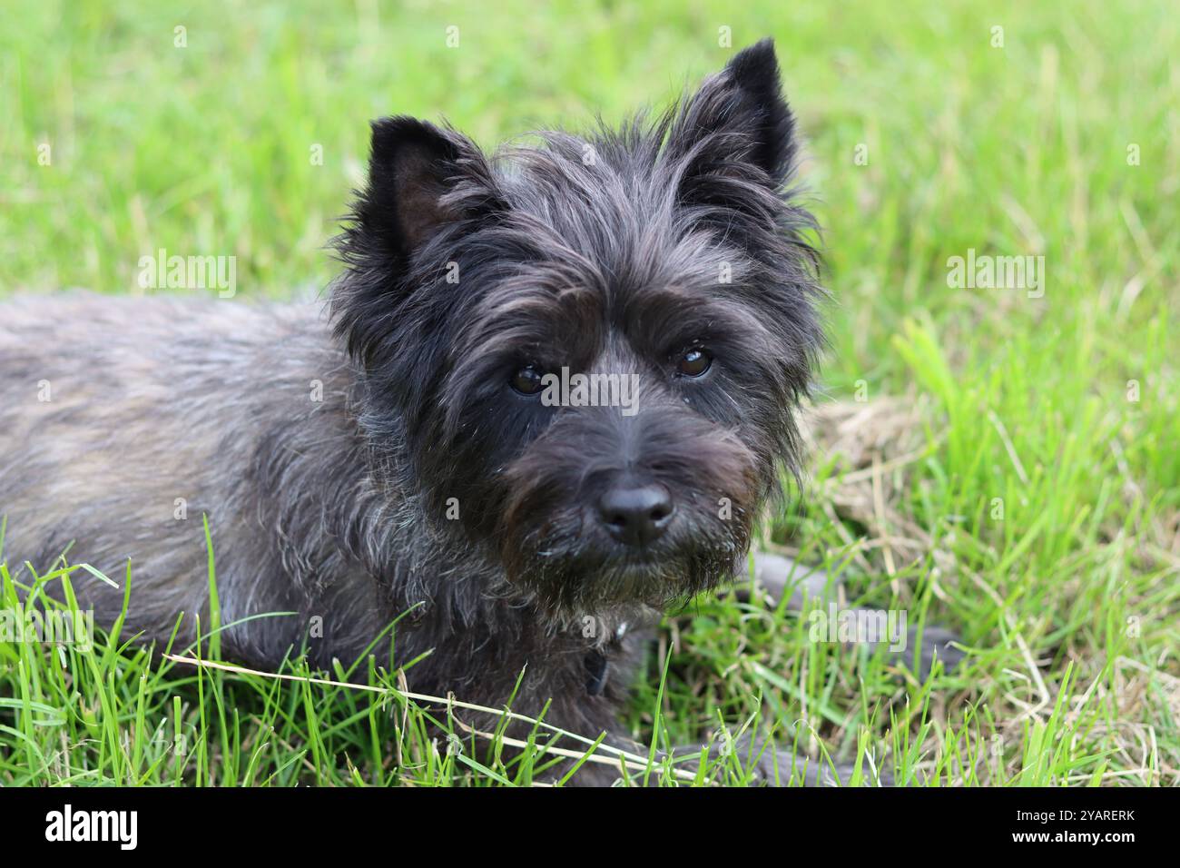 Ritratto di un cairn terrier su una passeggiata per cani Foto Stock