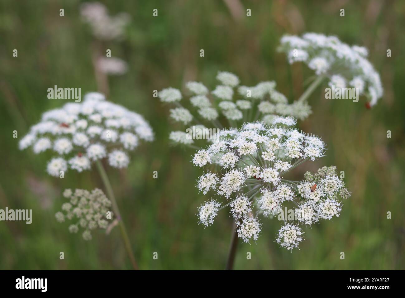 Primo piano di fiori di angelica selvatica Foto Stock
