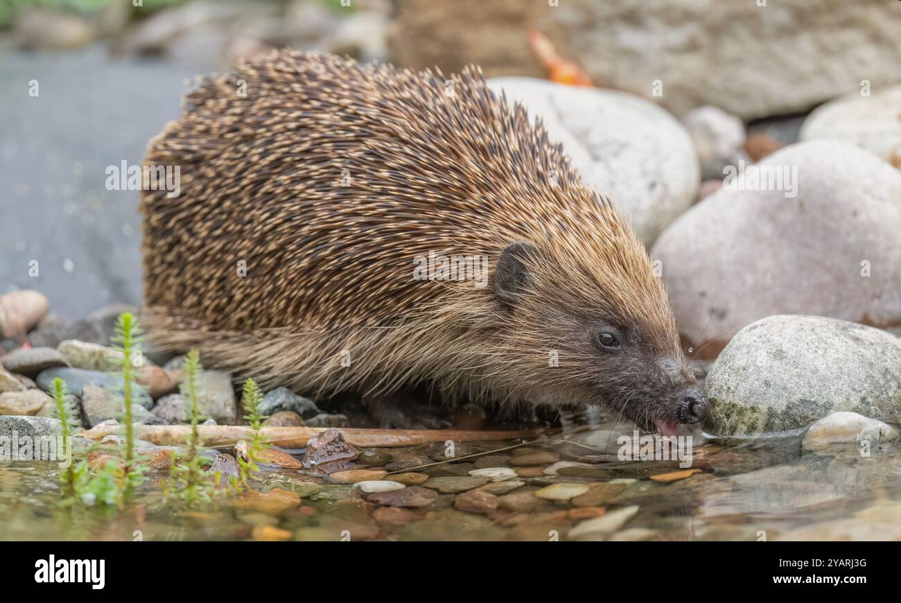 Hedgehog, sui ciottoli accanto a uno stagno, a bere qualcosa Foto Stock