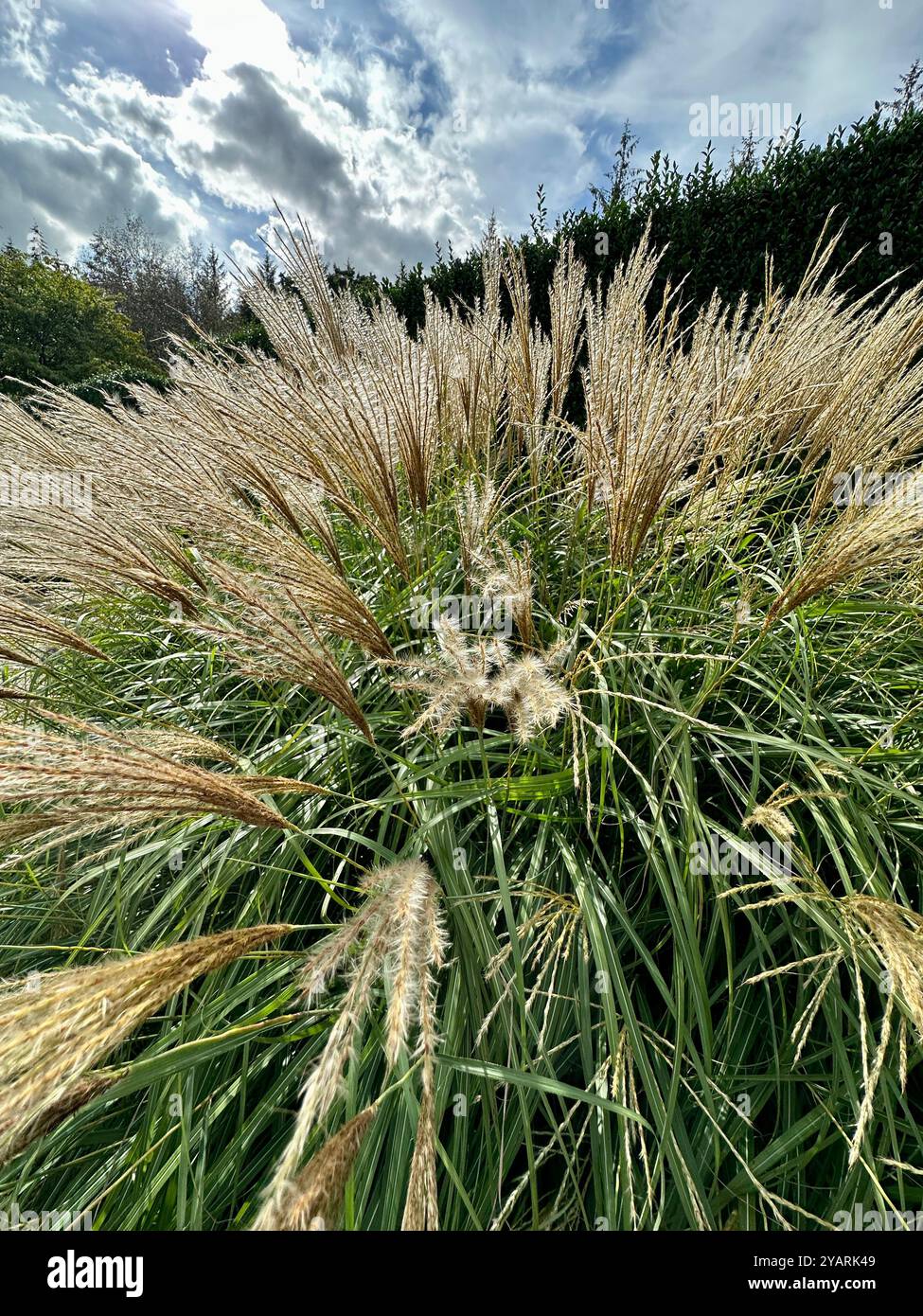 vista ravvicinata grandangolare di una pianta di erba fanciulla argentata "luce del mattino" in fiore con un cielo nuvoloso mozzafiato - Immagine stock catturata con smartphone