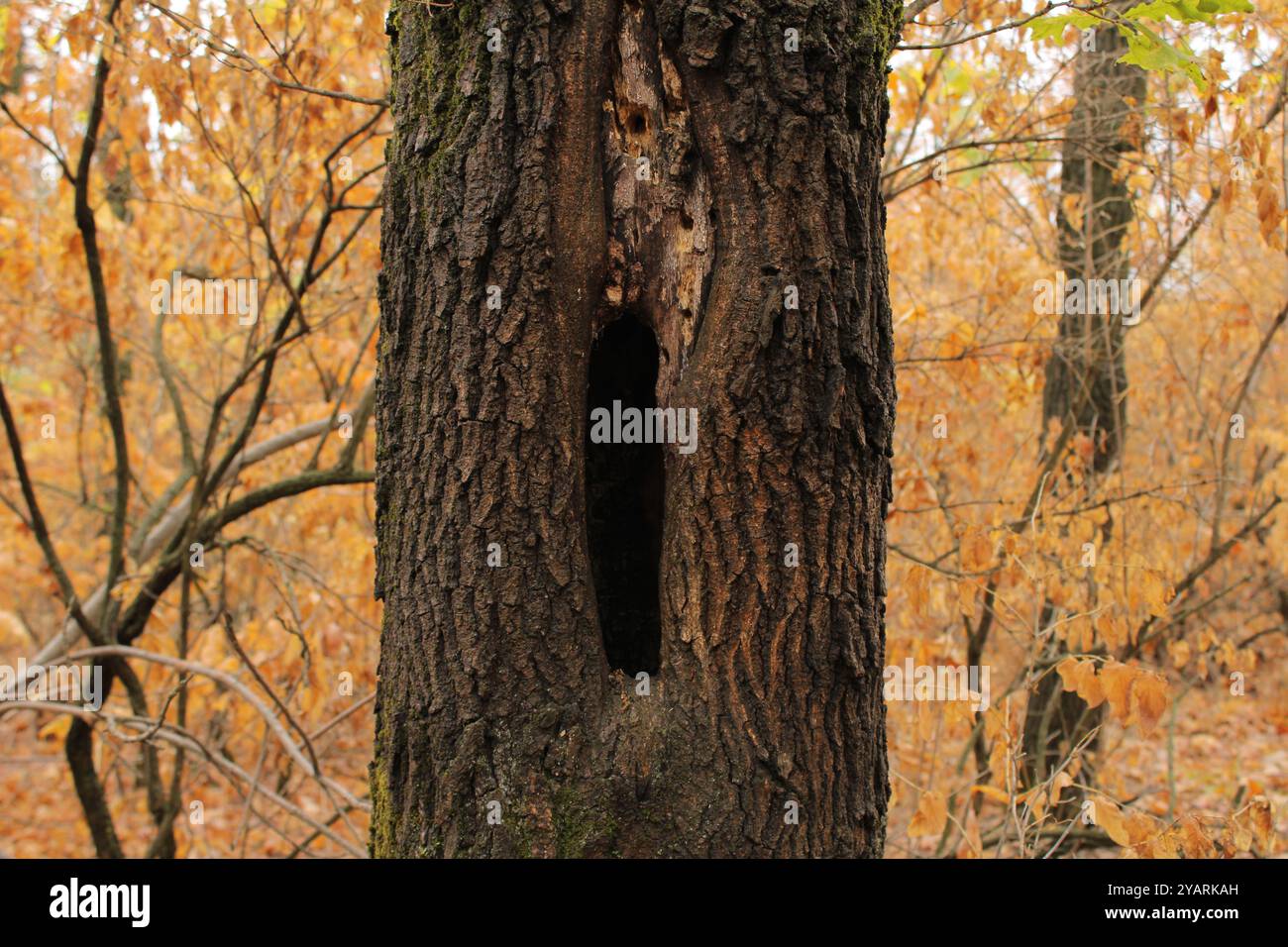 Un albero con un foro unico affascina per la sua forma e consistenza, aggiungendo carattere e mettendo in risalto la bellezza naturale della pianta. Foto Stock