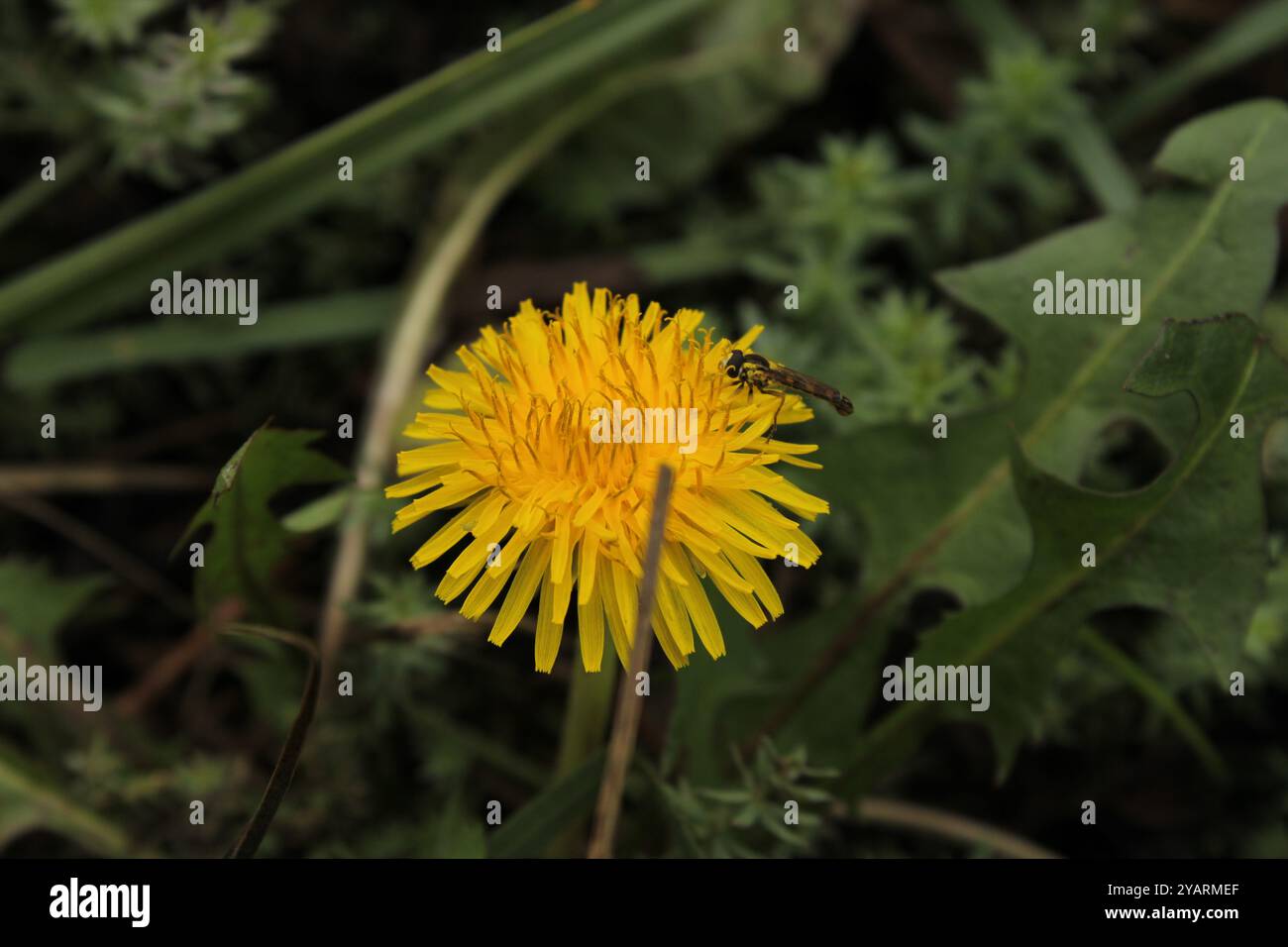Il dente di leone in fiore è caratterizzato da petali gialli luminosi, con un insetto appoggiato su di esso, che mette in risalto il legame tra piante e impollinatori. Foto Stock