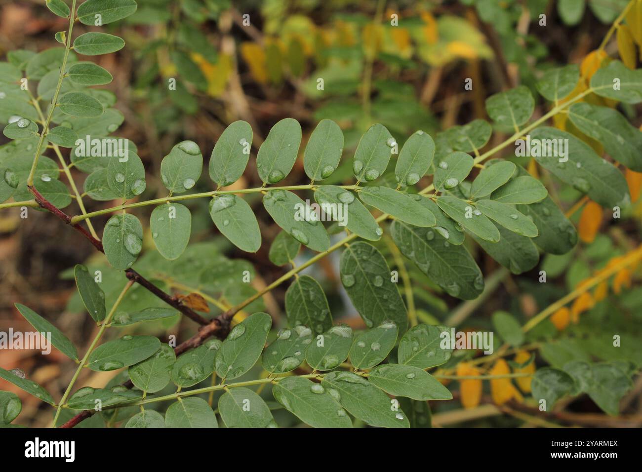 Le foglie verdi ricoperte di gocce d'acqua sembrano fresche e vive. Ogni goccia evidenzia la naturale consistenza delle foglie, donando loro energia e vita. Foto Stock