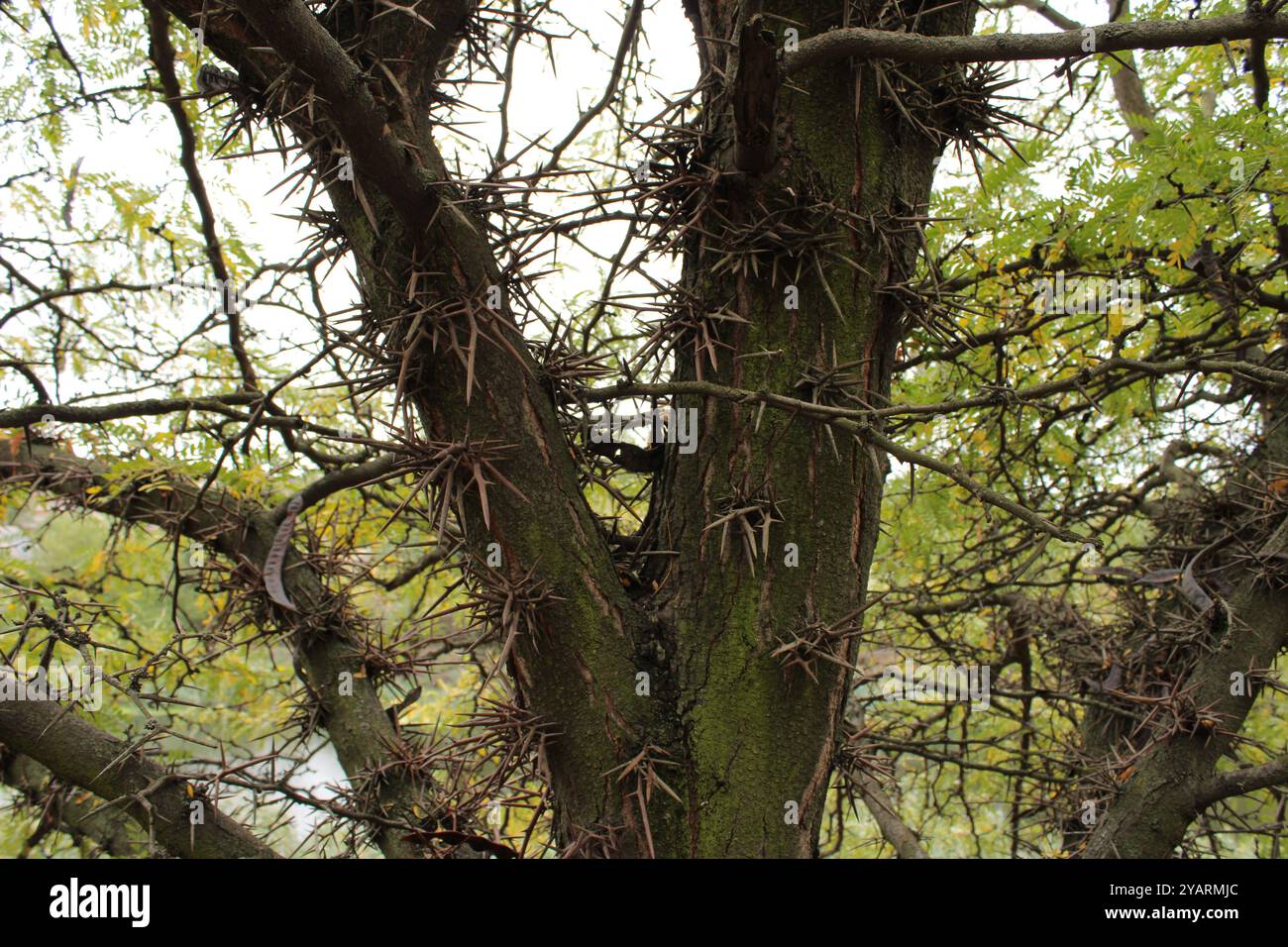 L'albero spinoso impressiona con le sue spine dure e affilate che sporgono dal tronco e dai rami. Foto Stock