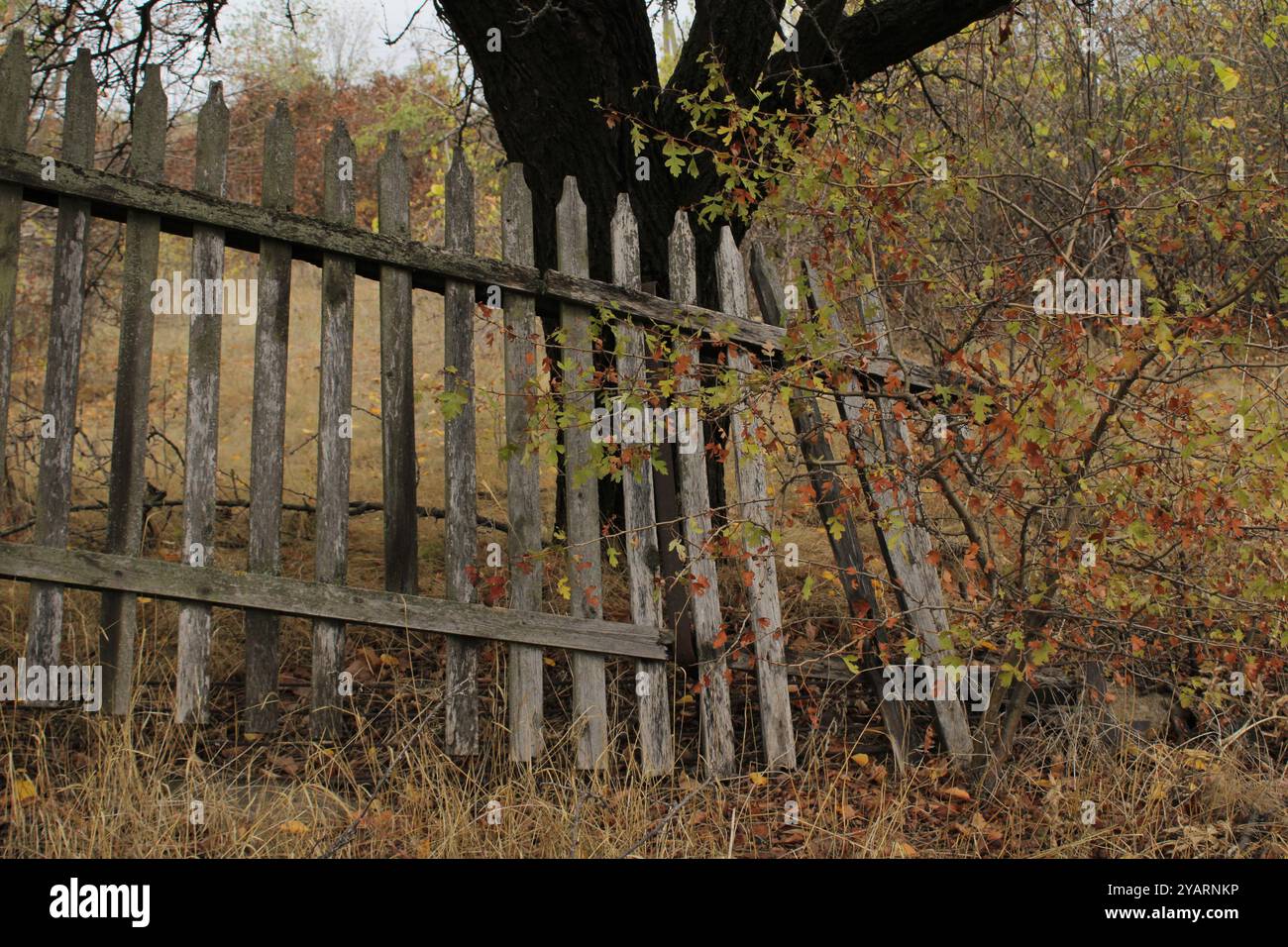 Una recinzione in legno è stata intemprata nel tempo, guadagnando carattere e resilienza, con tavole segnate da crepe e usura. Foto Stock