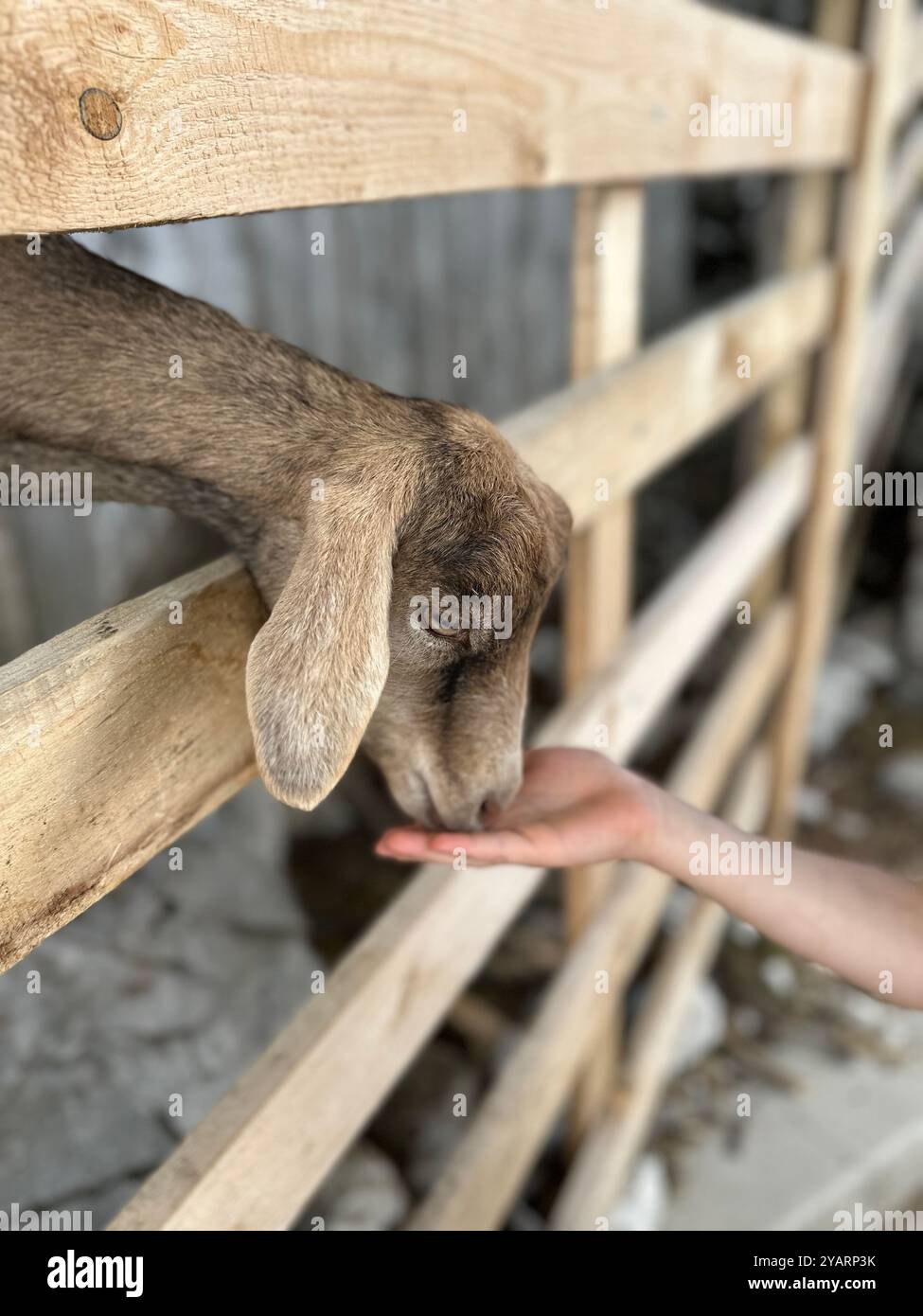 Una fotografia cattura una capra amichevole che mangia da una mano umana in un giorno d'estate. Foto Stock