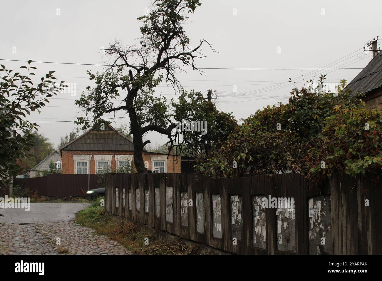 Il paesaggio rurale sembra tranquillo e pittoresco. Un vecchio albero con un'ampia corona si erge accanto a una recinzione di legno, intemprata dal tempo. Foto Stock
