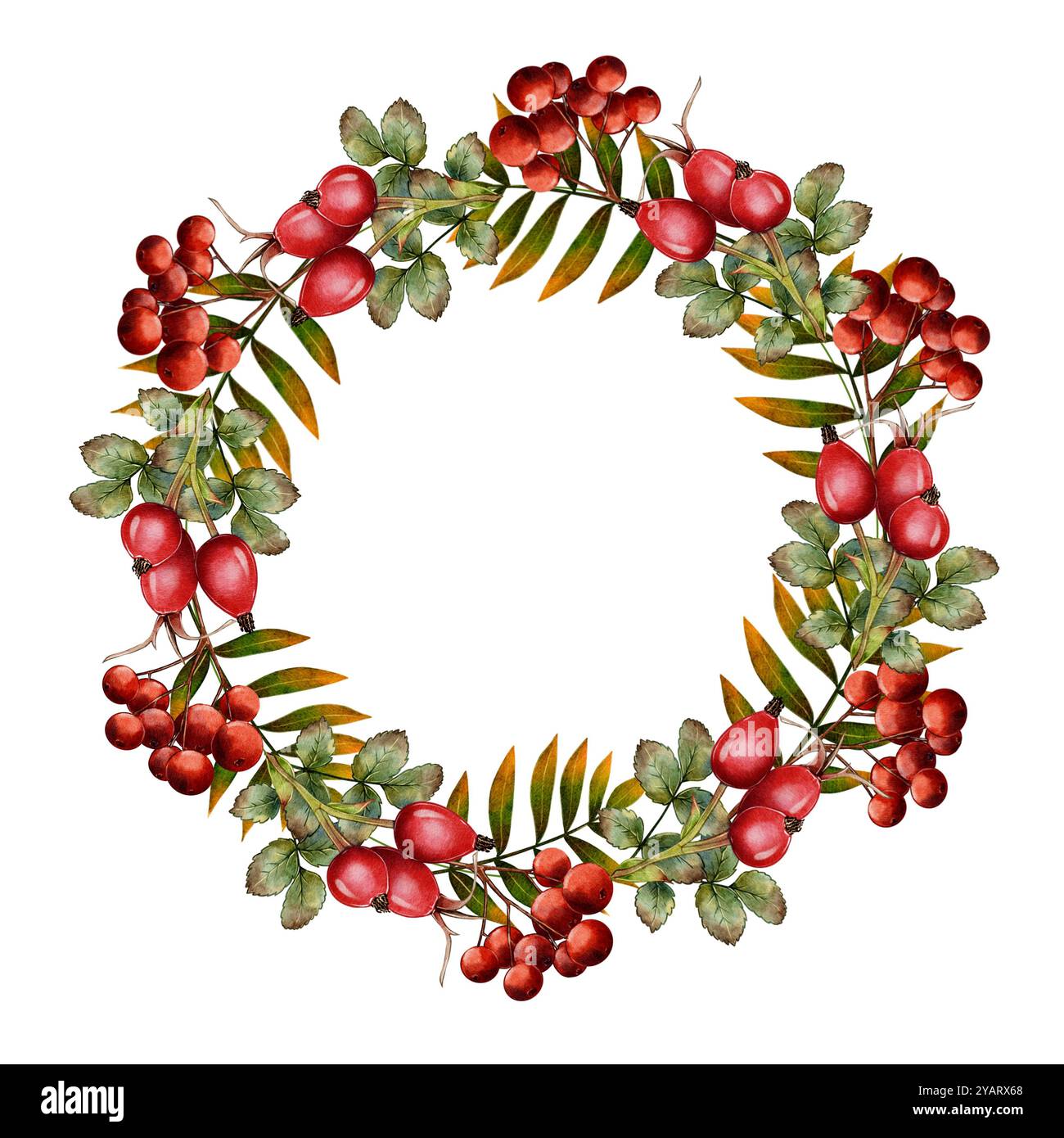 Cornice rotonda, corona di bacche rosse e alberi di rowan. Illustrazione acquerello su sfondo bianco. stampa tipografica, tessuti Foto Stock
