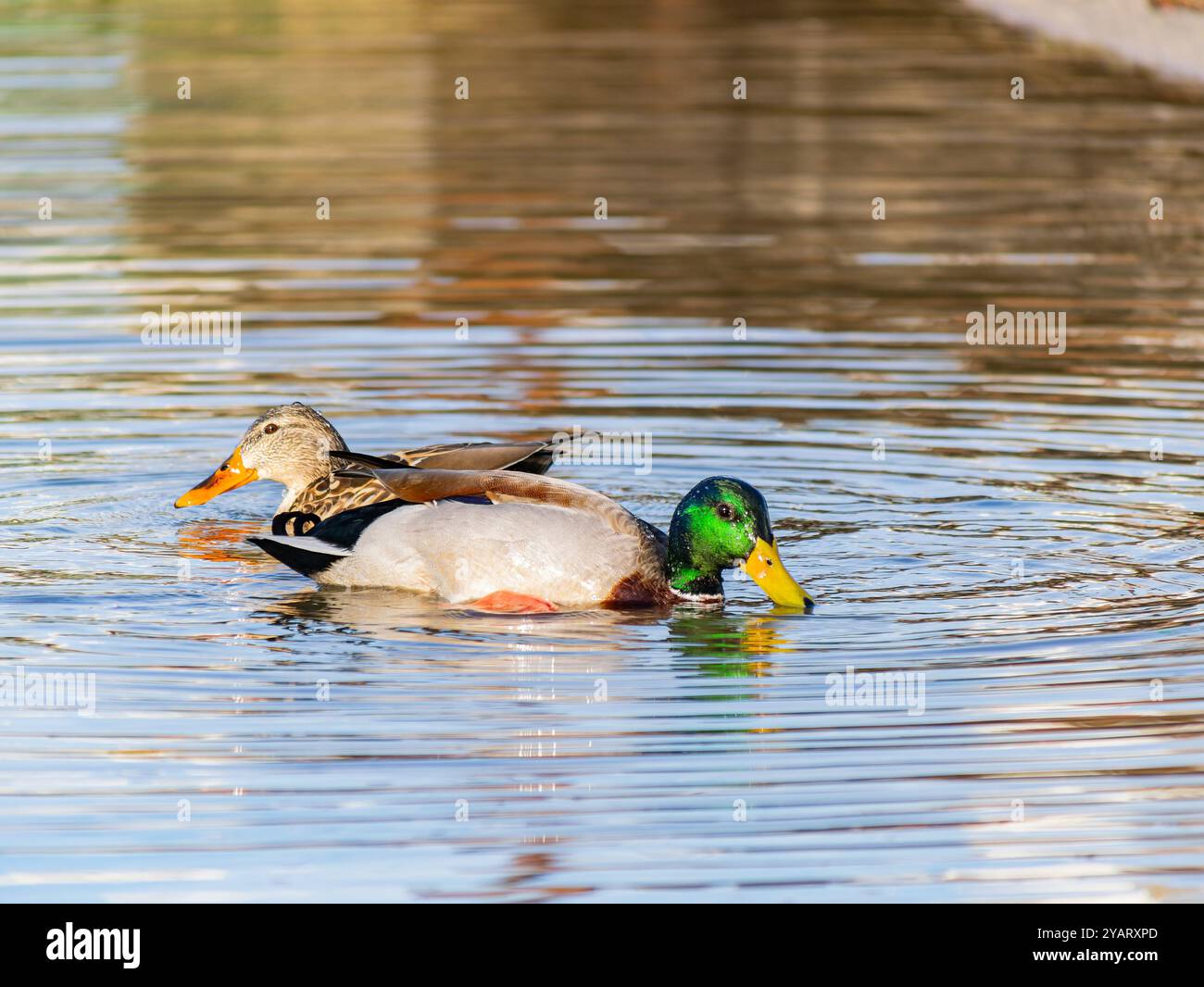 Primo piano di anatre al lago Bass, California Foto Stock