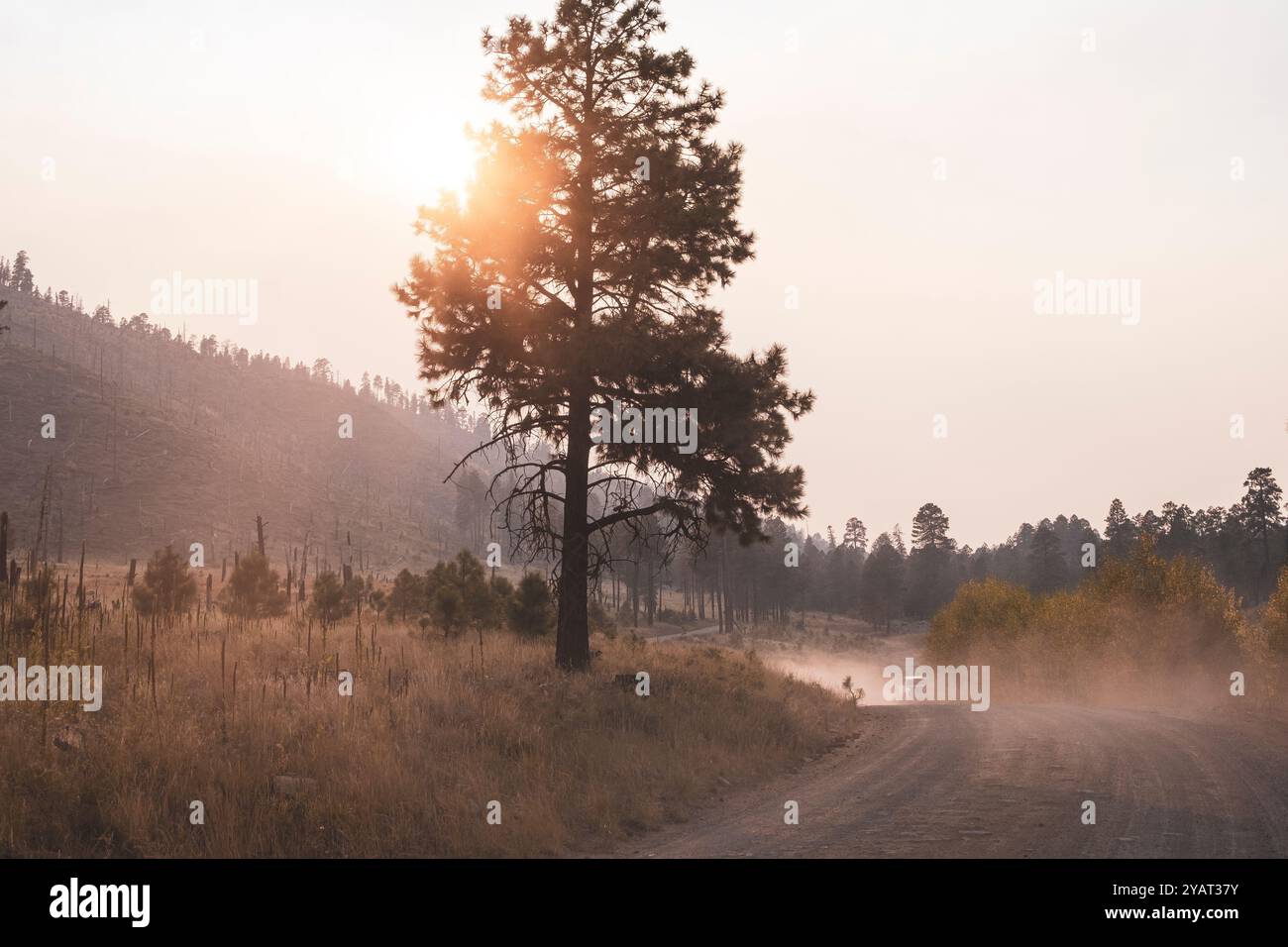 Una strada polverosa nella Coconino National Forest a nord di Flagstaff, Arizona Foto Stock