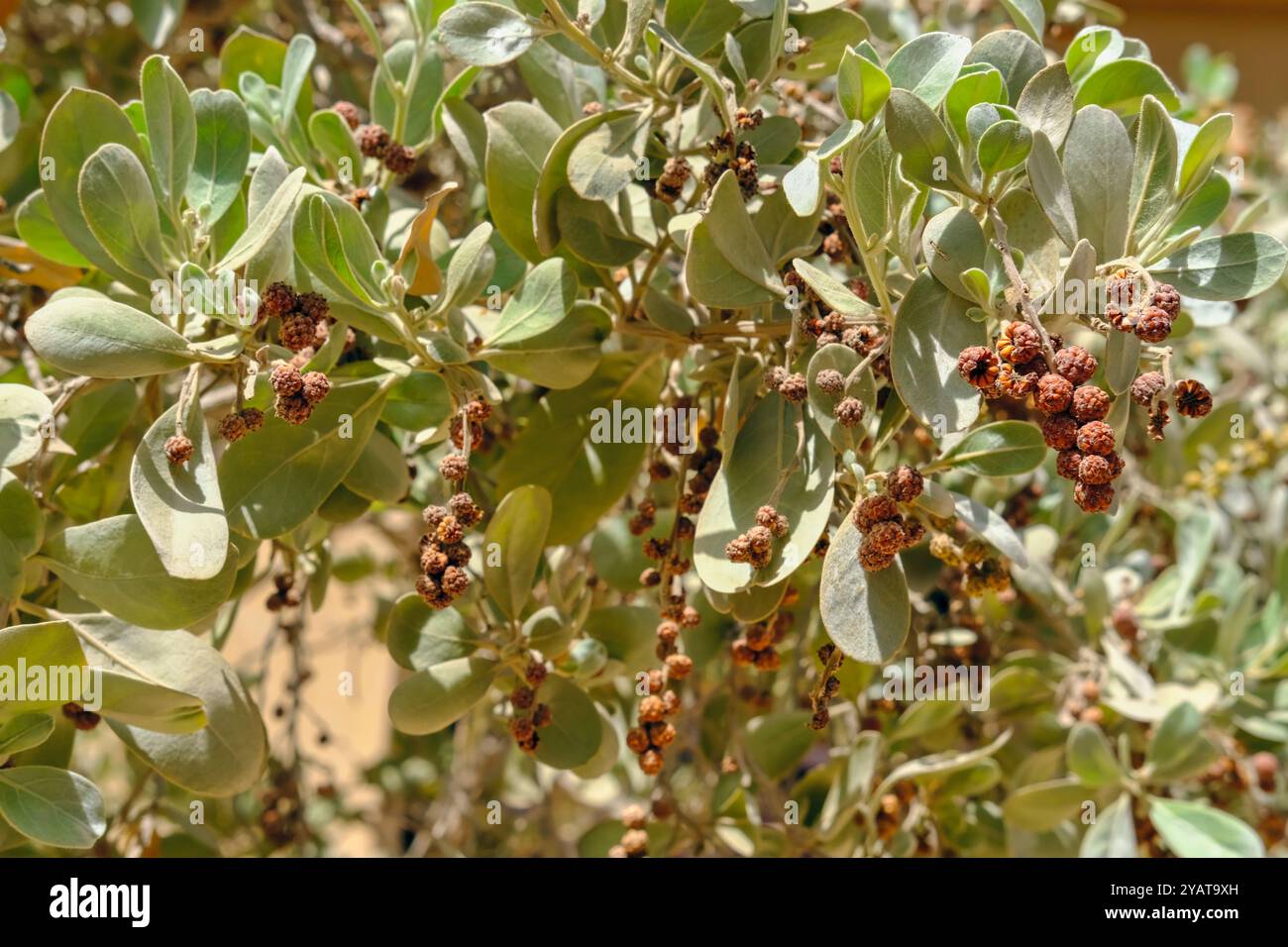 Mangrovia di bottone paesaggistico in rapida crescita o albero di Conocarpus erectus con un sacco di foglie e semi verdi pallidi freschi e sani nell'ecosistema del giardino Foto Stock