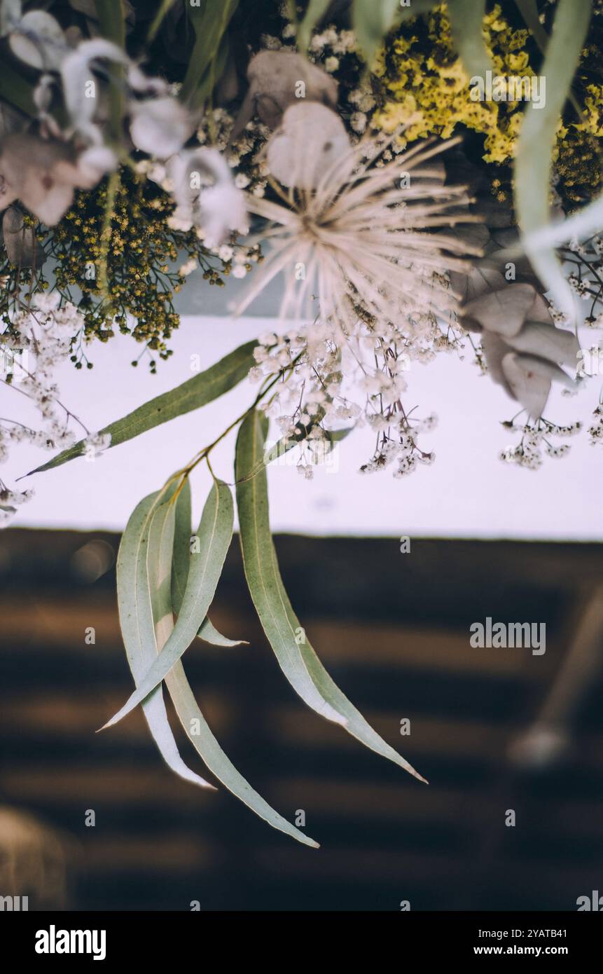 Primo piano di foglie di eucalipto e decorazioni a cornice di fiori secchi Foto Stock