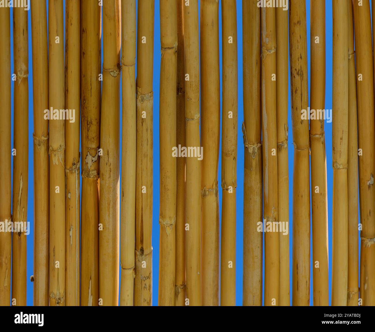 Gli alti gambi di bambù disposti verticalmente creano una barriera naturale, che proietta ombre morbide e migliora l'atmosfera tranquilla sotto il cielo azzurro. Foto Stock